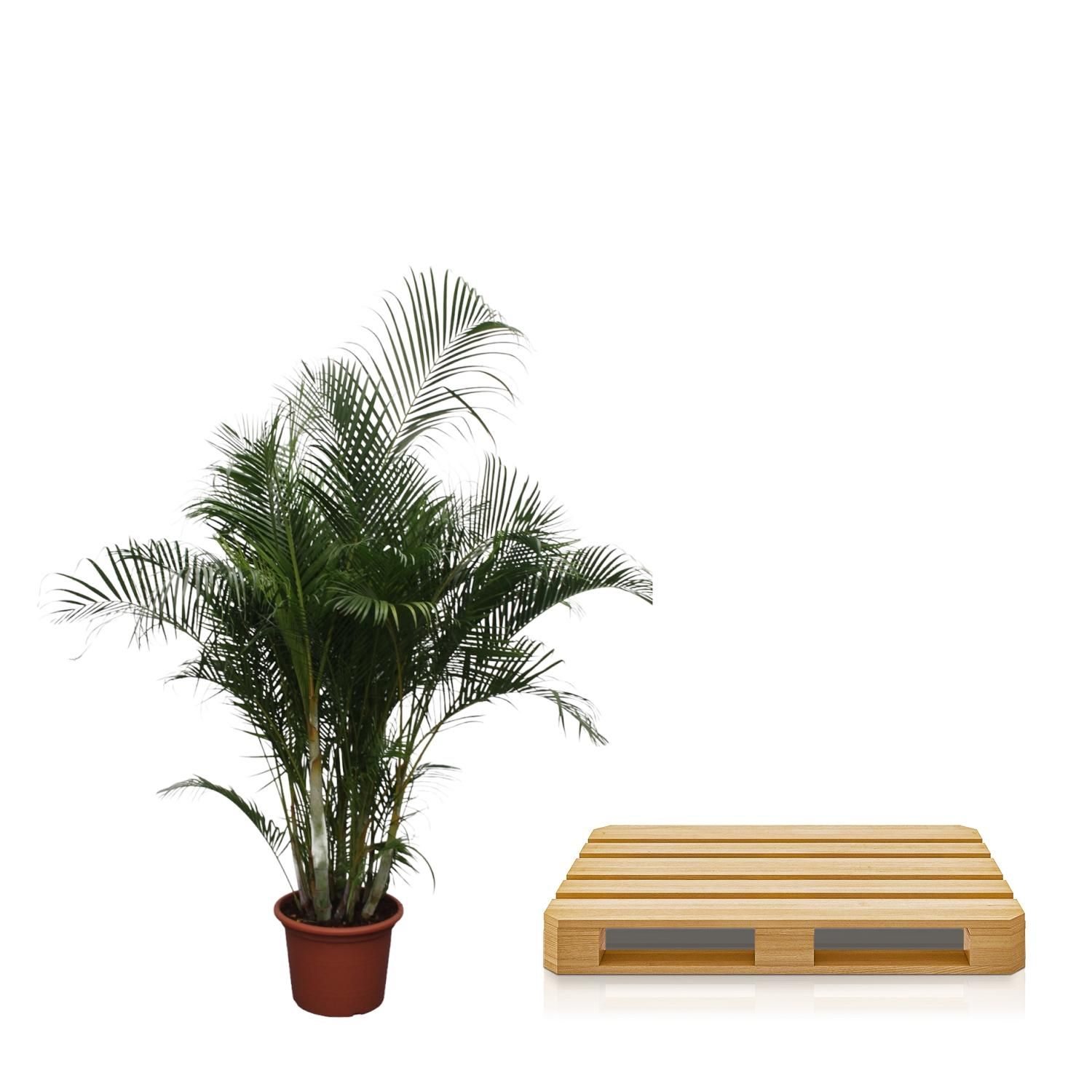 Dypsis Lutescens Areca-Palme