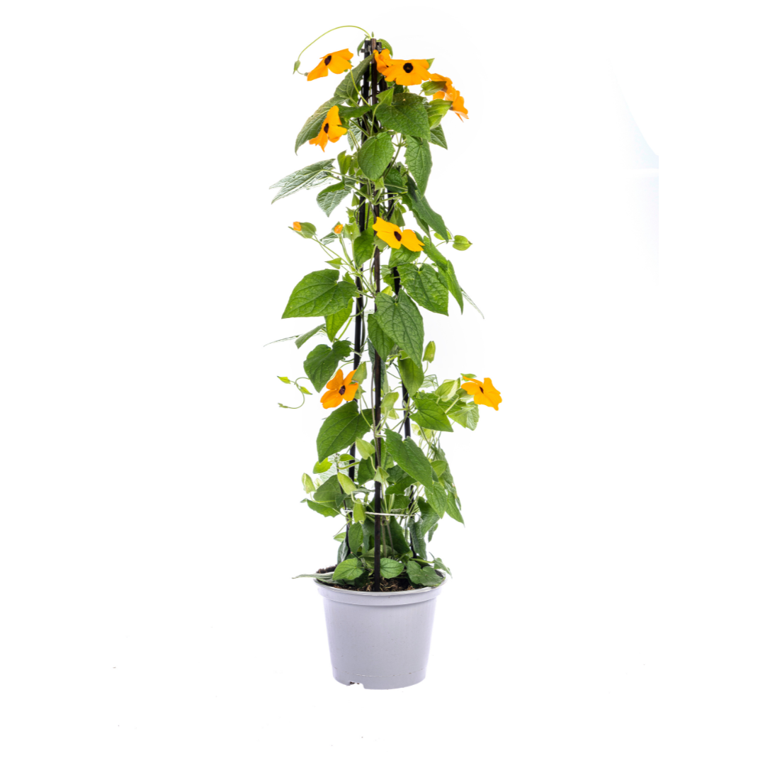 4x Thunbergia alata | Schwarzäugige Susanne | Hängepflanze | Ø13cm Topf