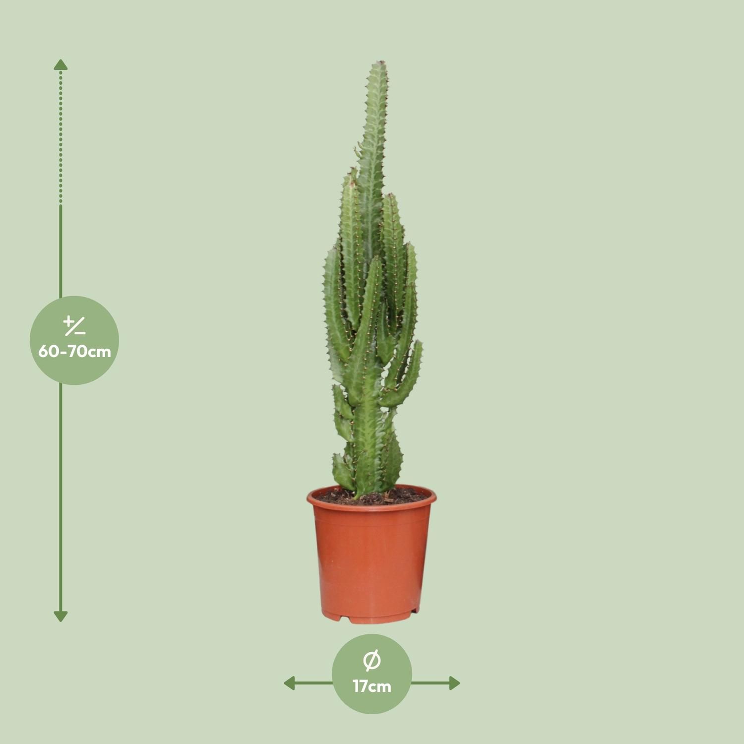Euphorbia Trigona Sukkulente Zimmerpflanze