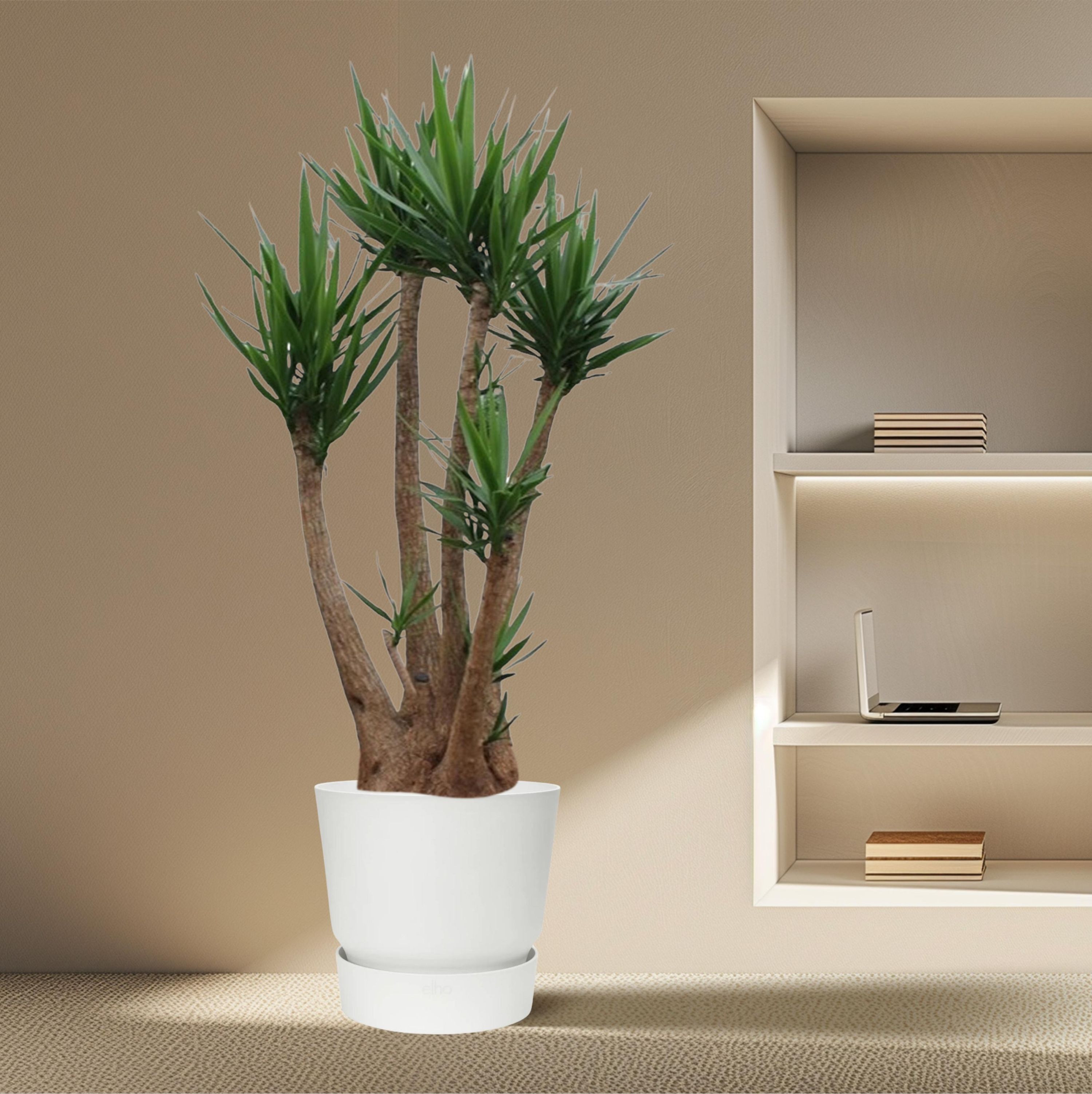 Yucca Elephantipes vertakt Premium Zimmerpflanze
