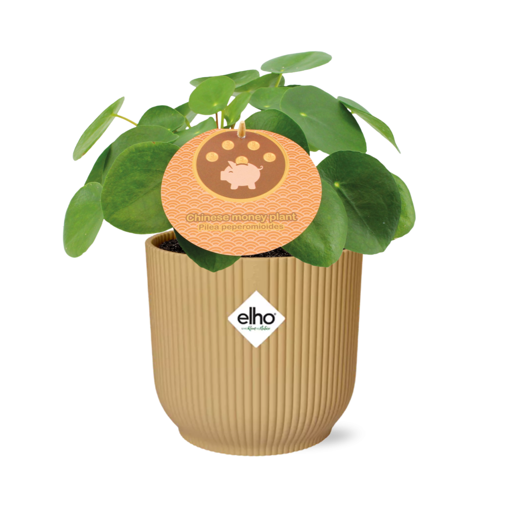 Pilea Peperomioides Zimmerpflanze im ELHO Vibes Fold Übertopf