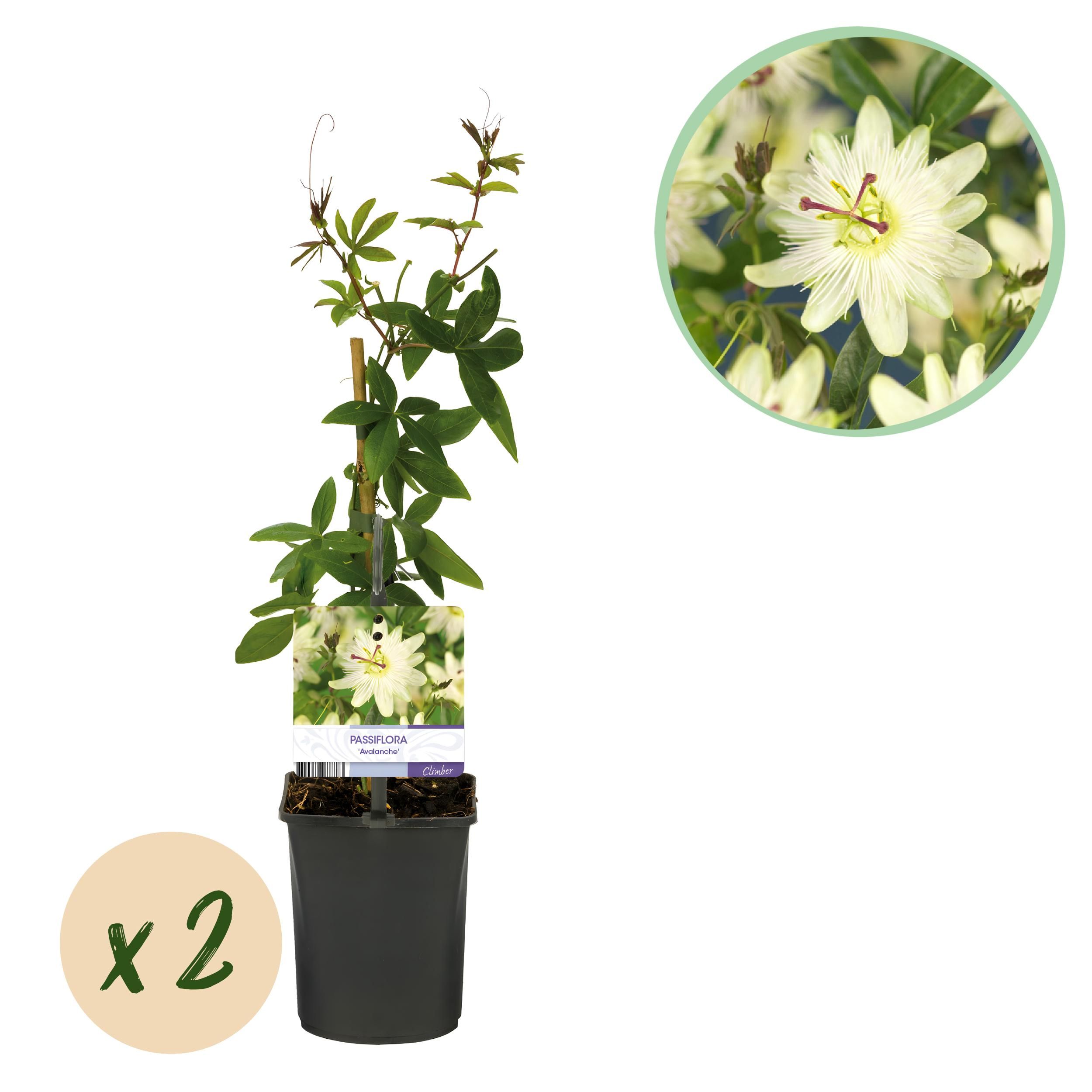 Passionsblume Passiflora Avalanche - Weiße Blüte - Pflegeleicht - 2 Pflanzen pro Topf