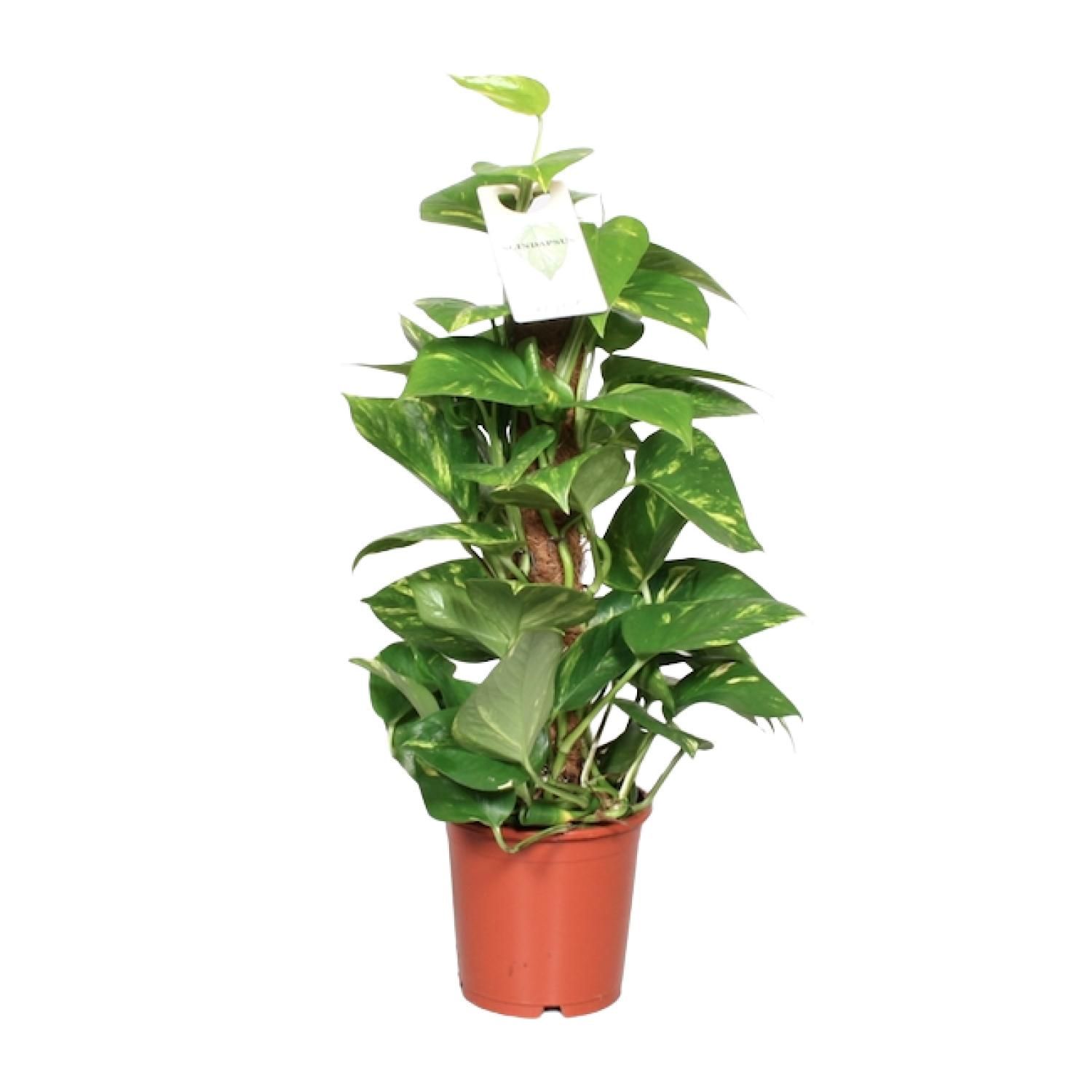 Goldene Efeutute Epipremnum Pinnatum