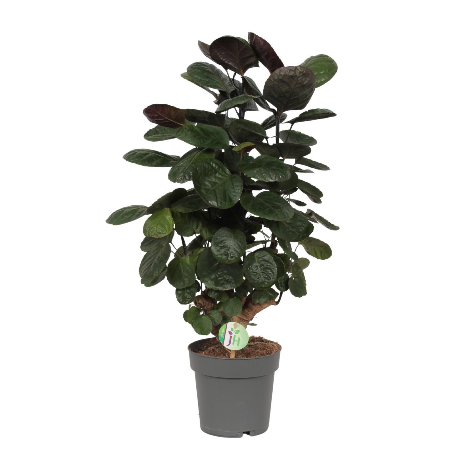 Polyscias Scutellaria Fabian Zimmerpflanze