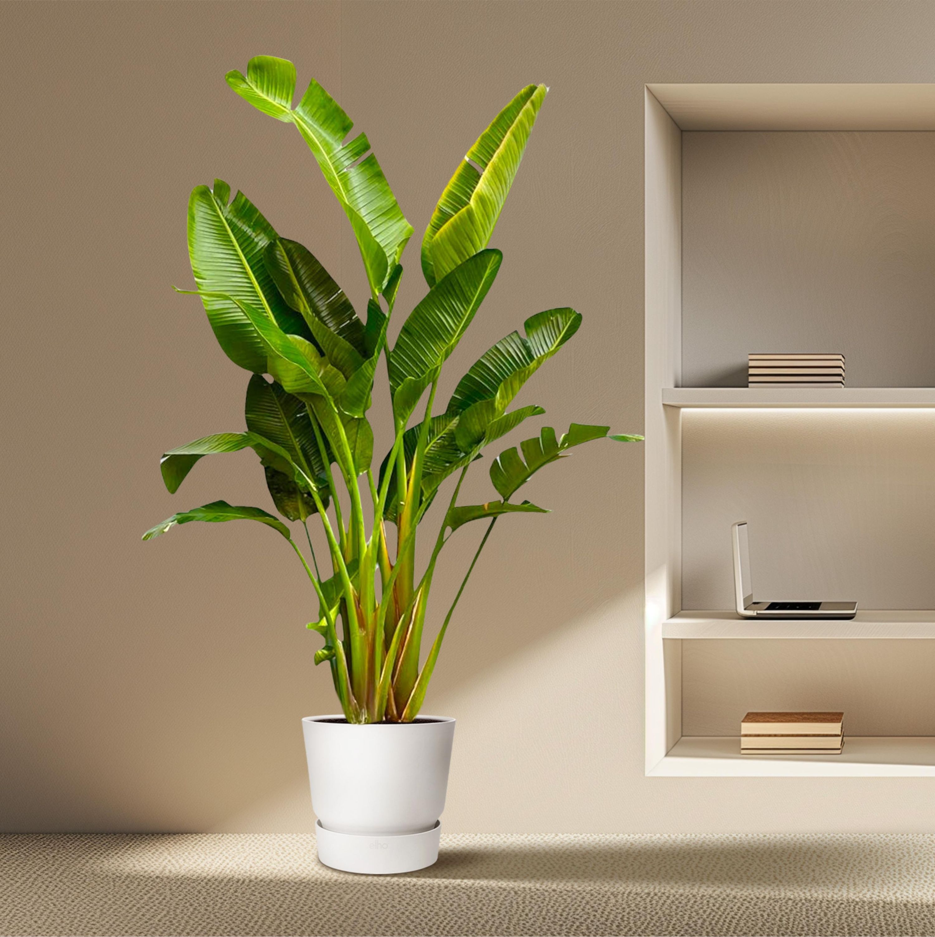 Strelitzia Augusta Weißer Paradiesvogel XXL