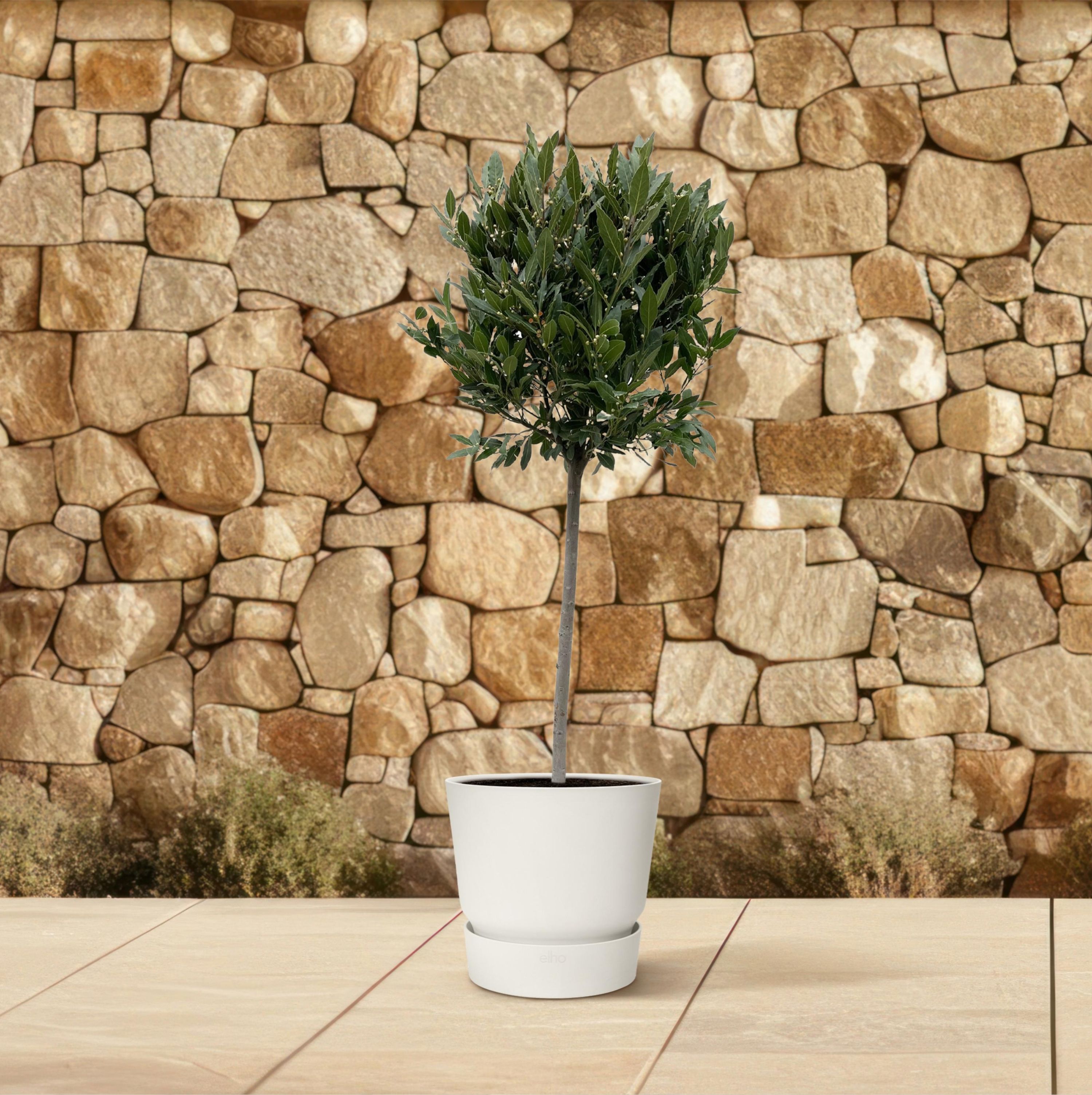 Lorbeerbaum Laurus Nobilis