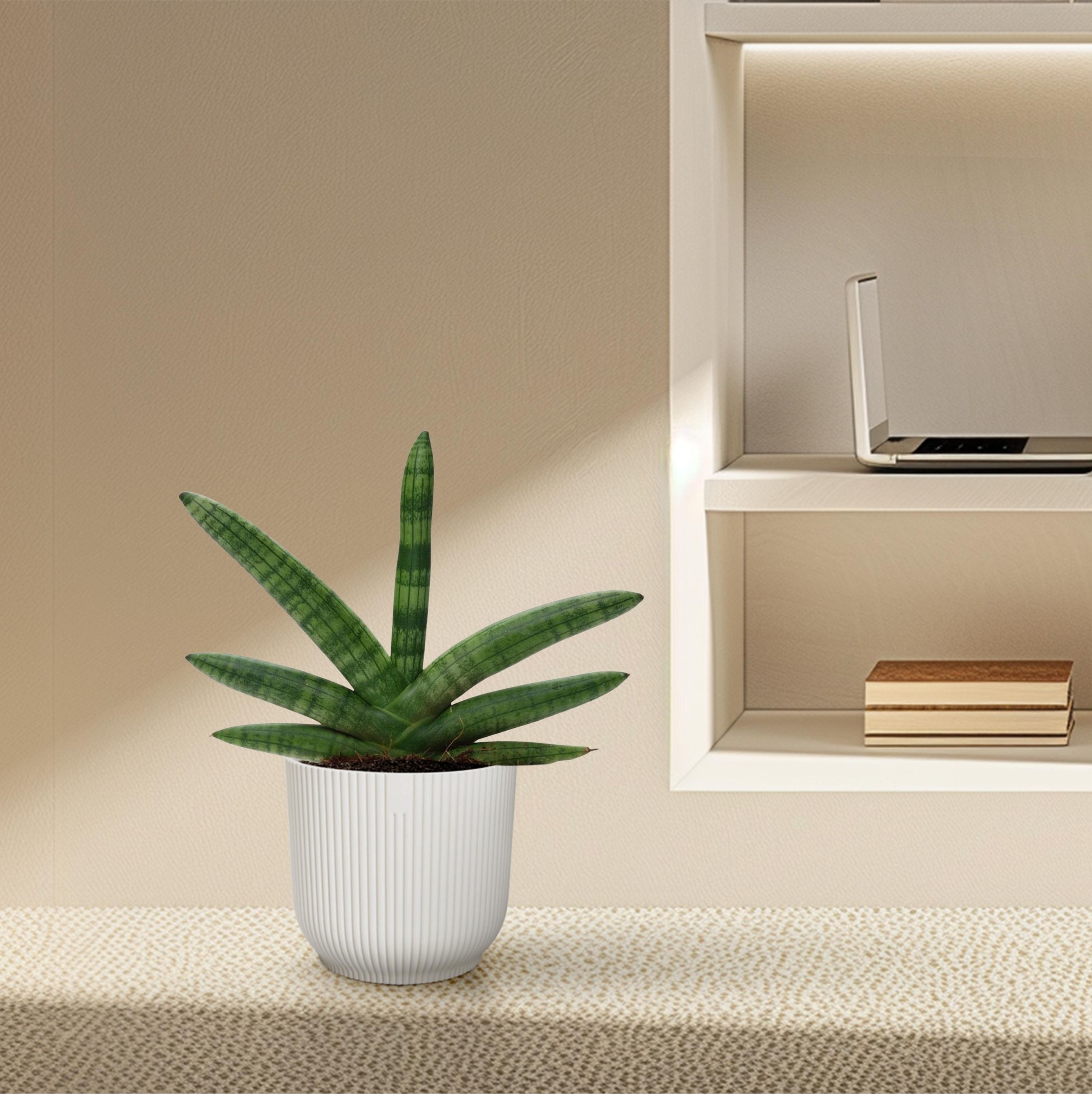 Sansevieria Skyline Bogenhanf Pflanze