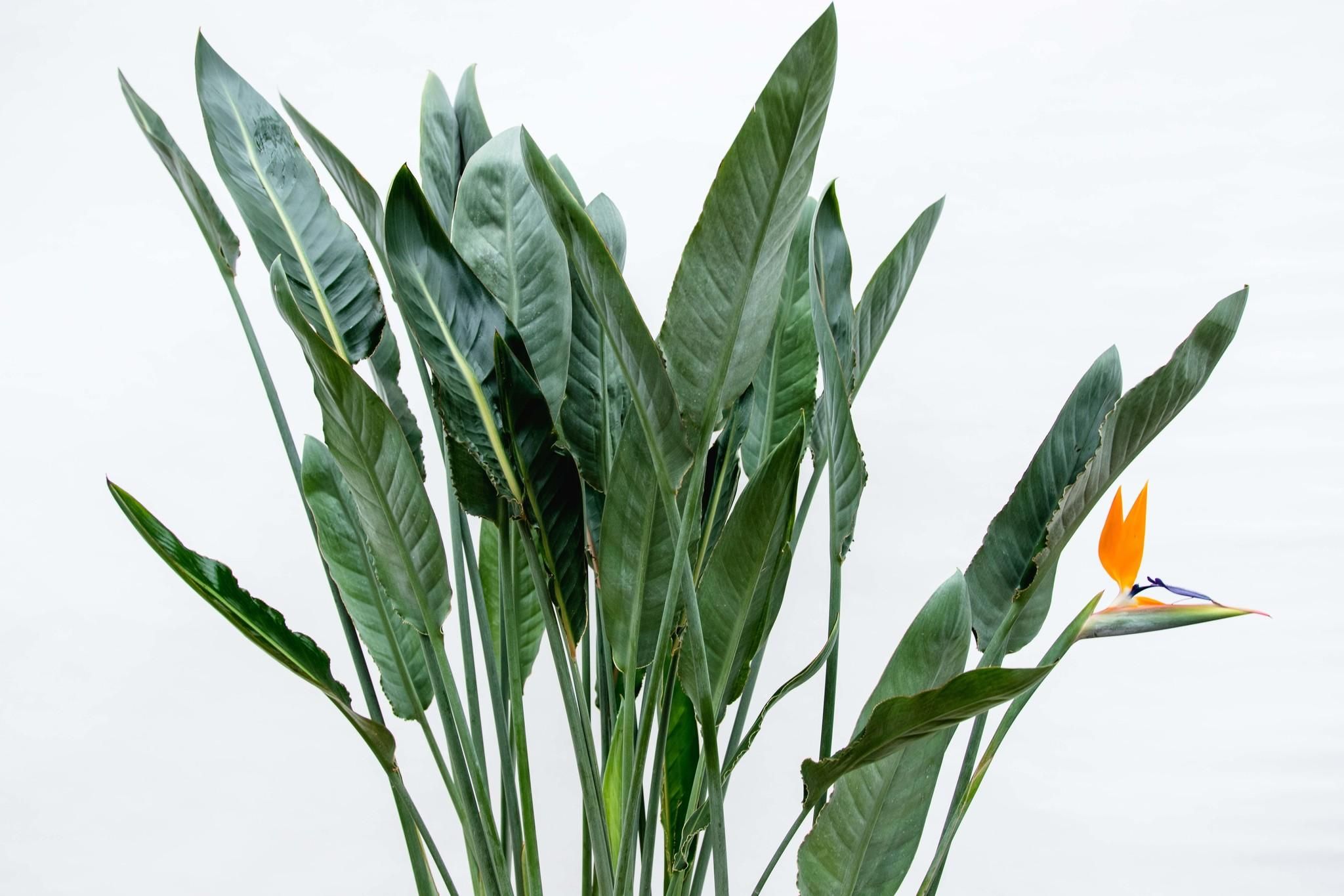 Strelitzia Reginae Paradiesvogelblume
