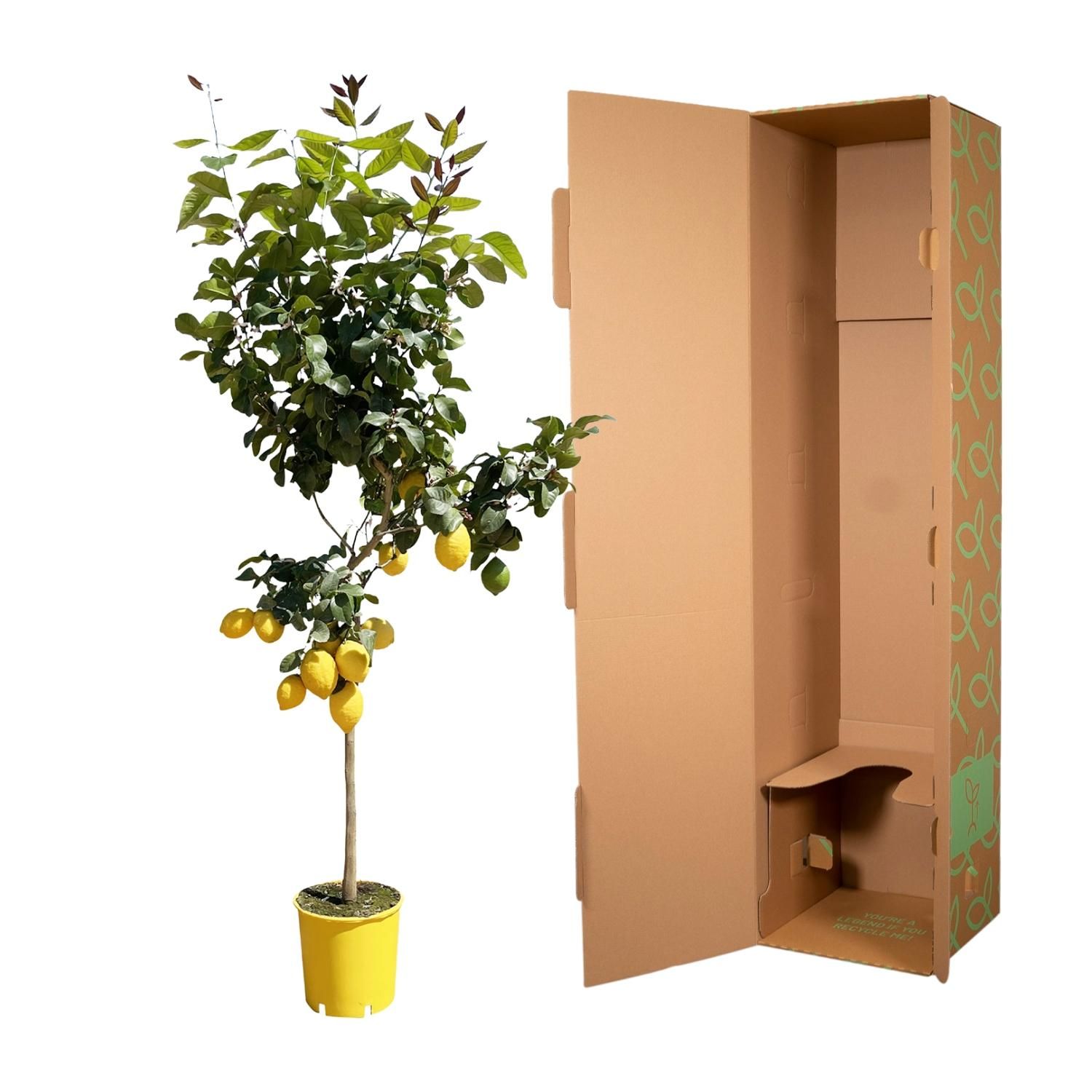 Zitronenbaum