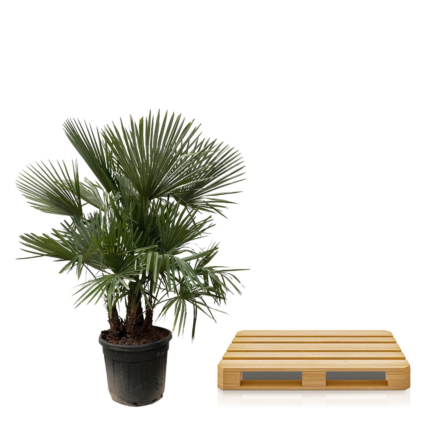 Trachycarpus Palme großer Fächer - mehrstämmig