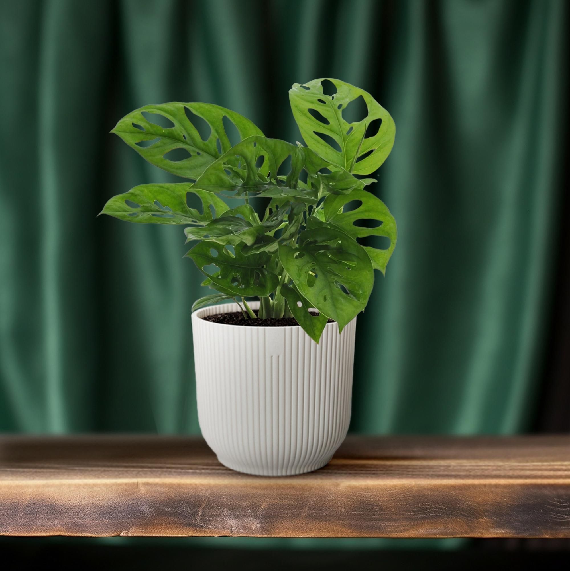 Monstera Monkey Leaf Zimmerpflanze