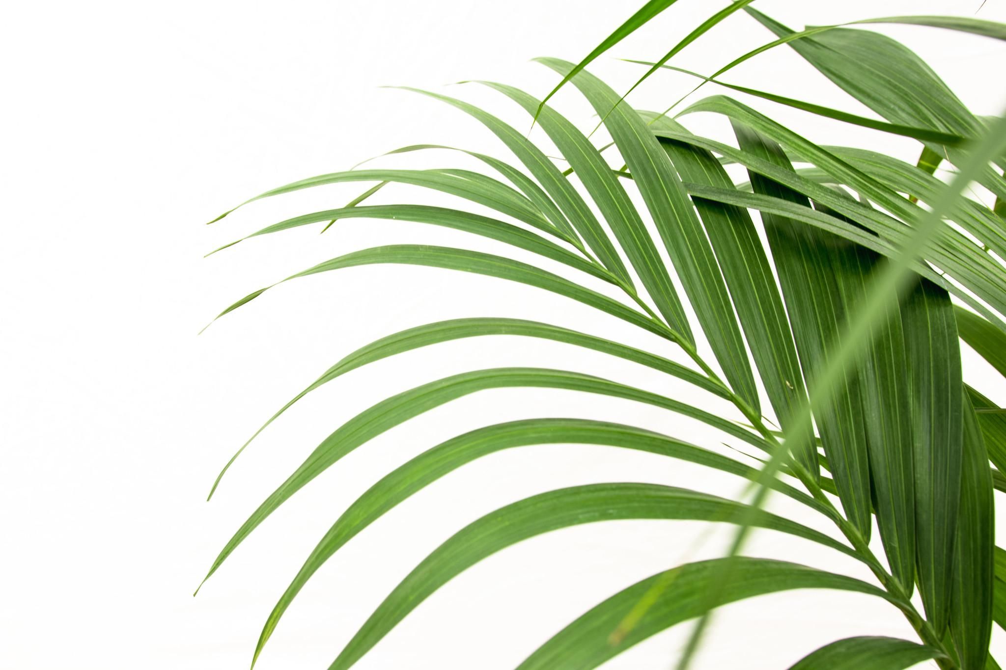 Kentia Palme Zimmerpflanze