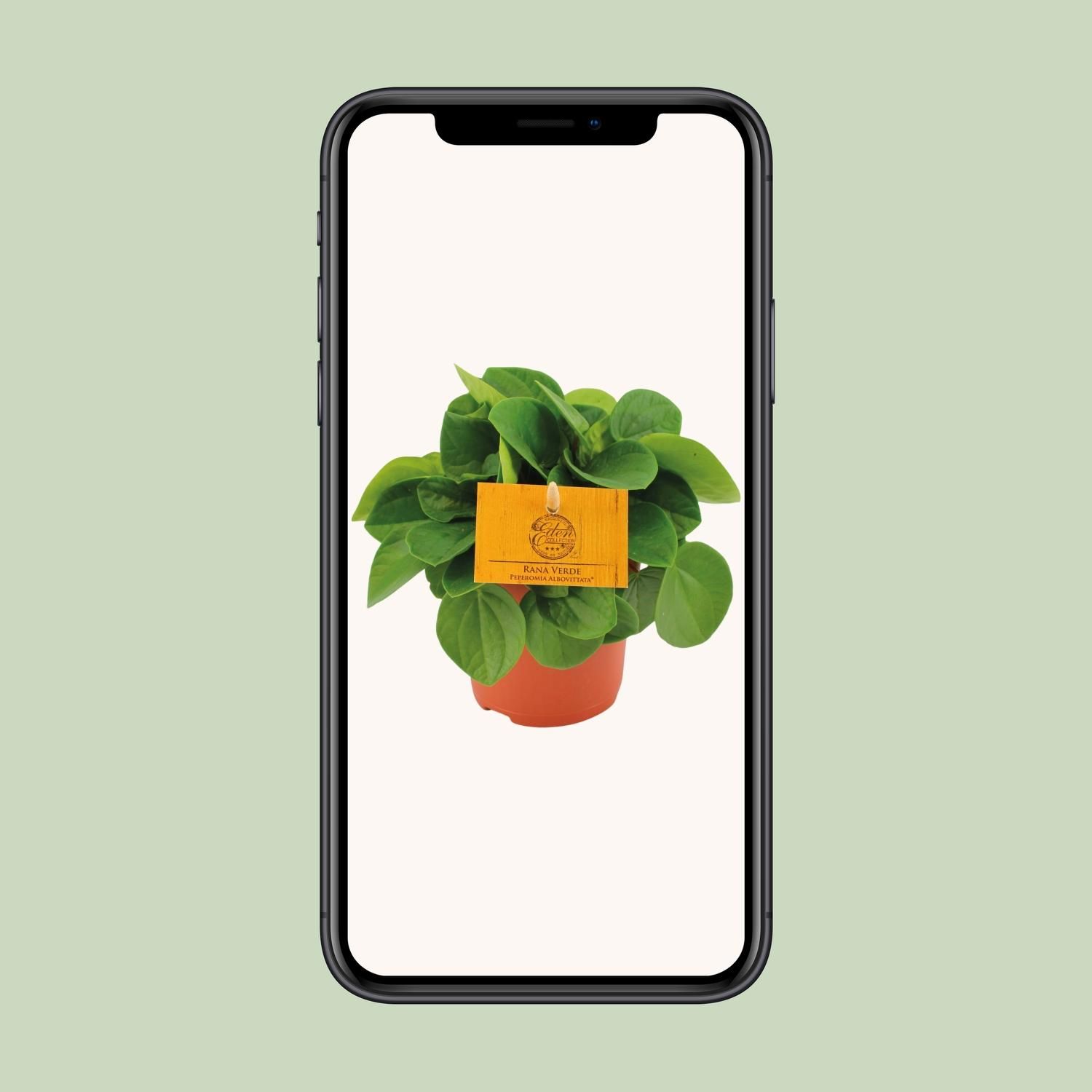 Peperomia Rana Verde – dekorative Zimmerpflanze