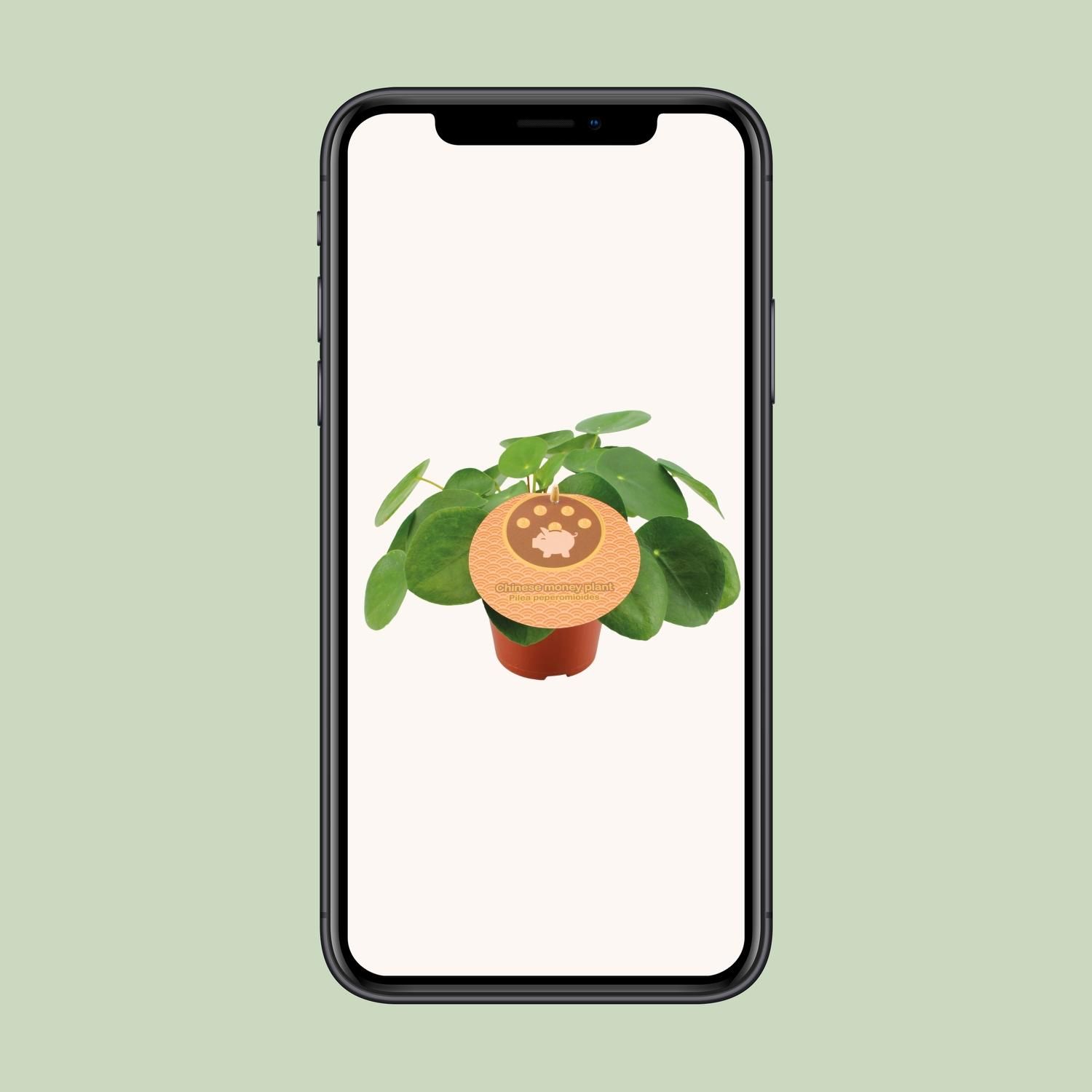 Pilea Peperomioides – Trendige Zimmerpflanze mit runden Blättern