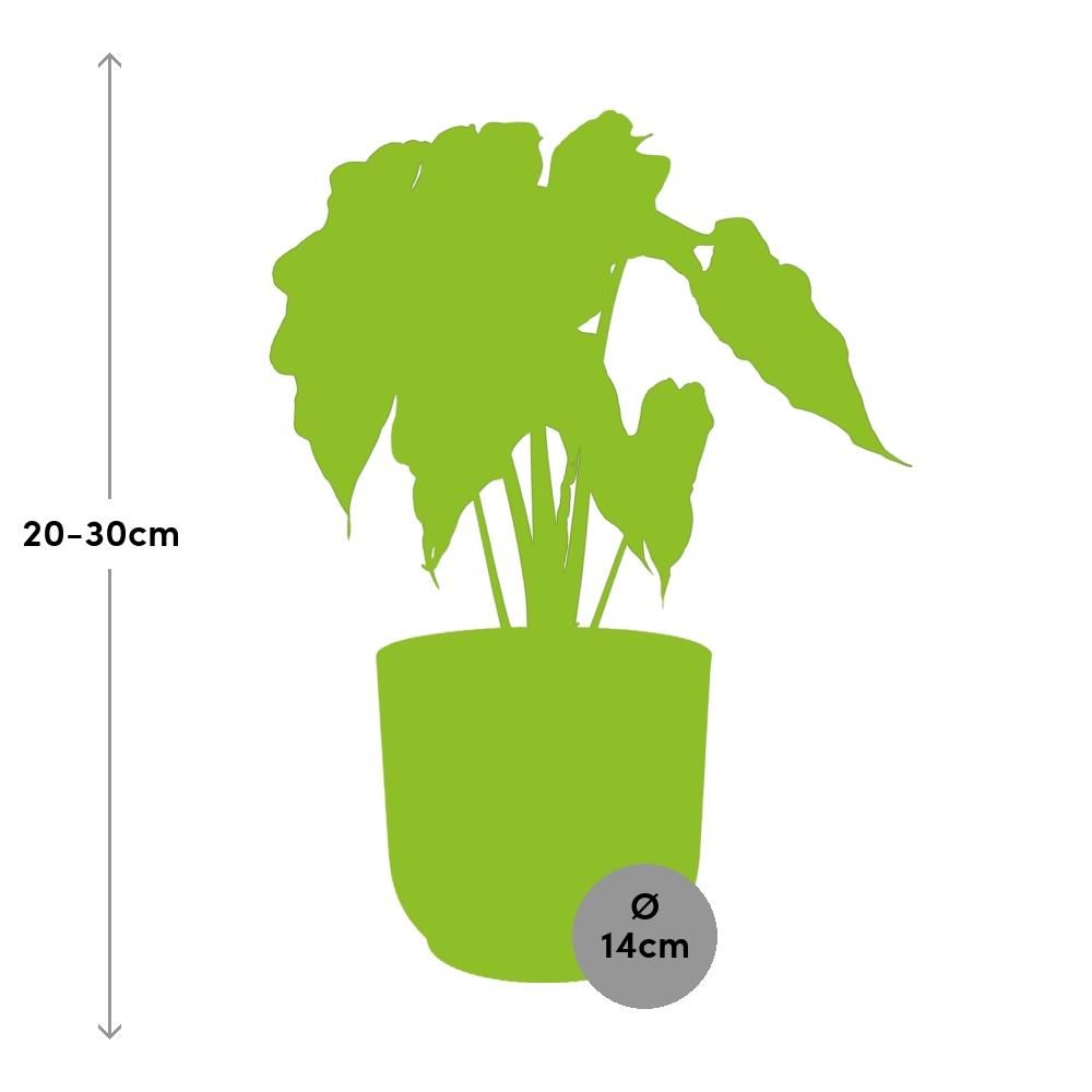 Alocasia Polly Zimmerpflanze in ELHO Vibes Fold Topf