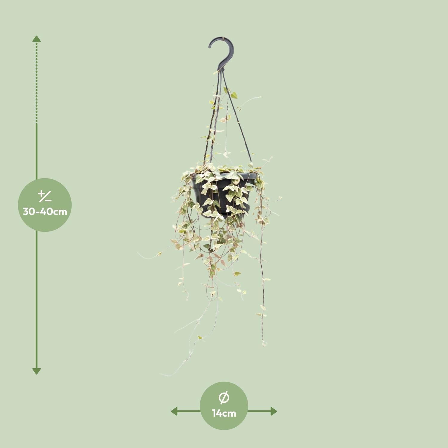 Ceropegia Woodii – Charmante Herzchenpflanze für den Innenbereich
