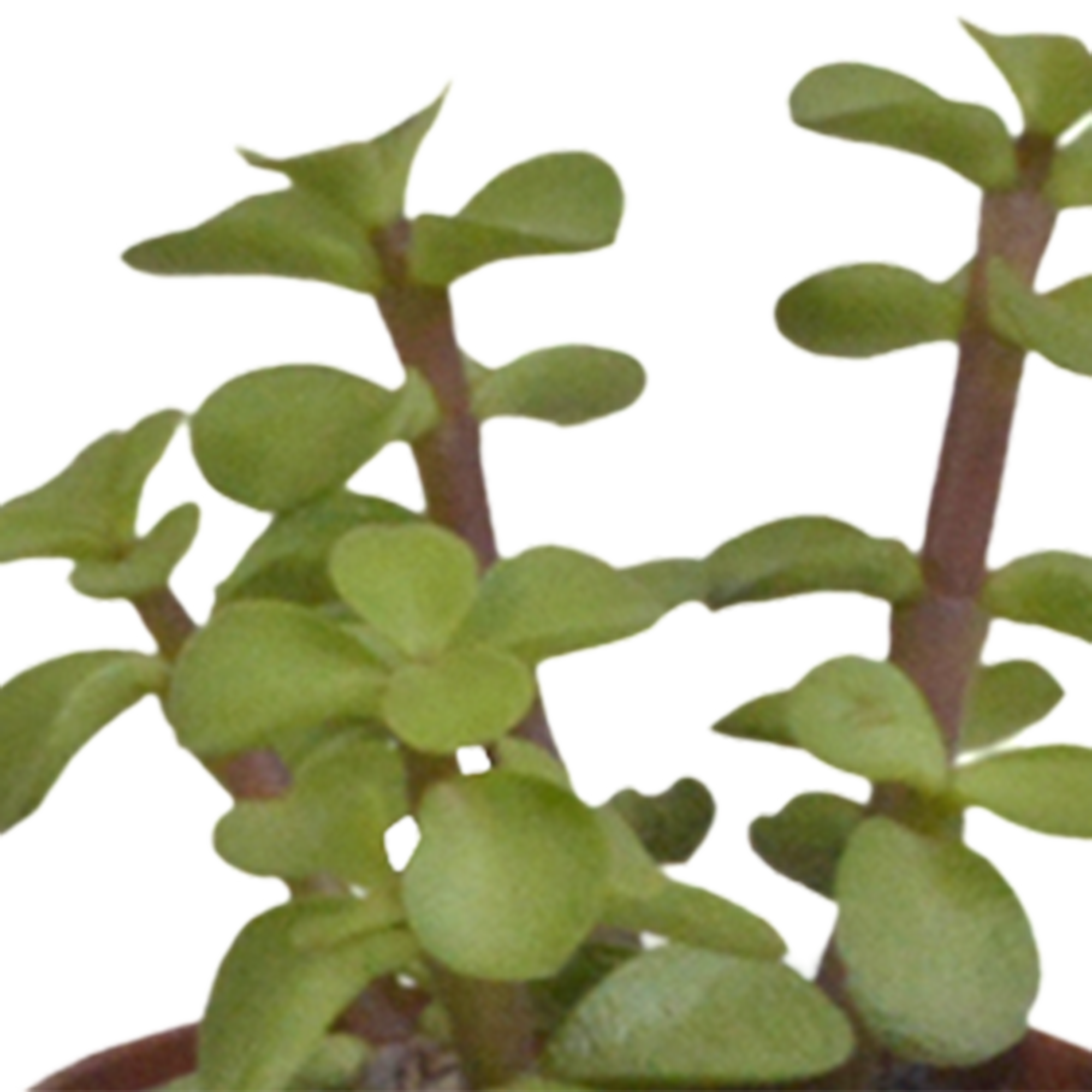 Sukkulenten Mix 5.5 cm â€“ 5er Set â€“ im weißen Topf