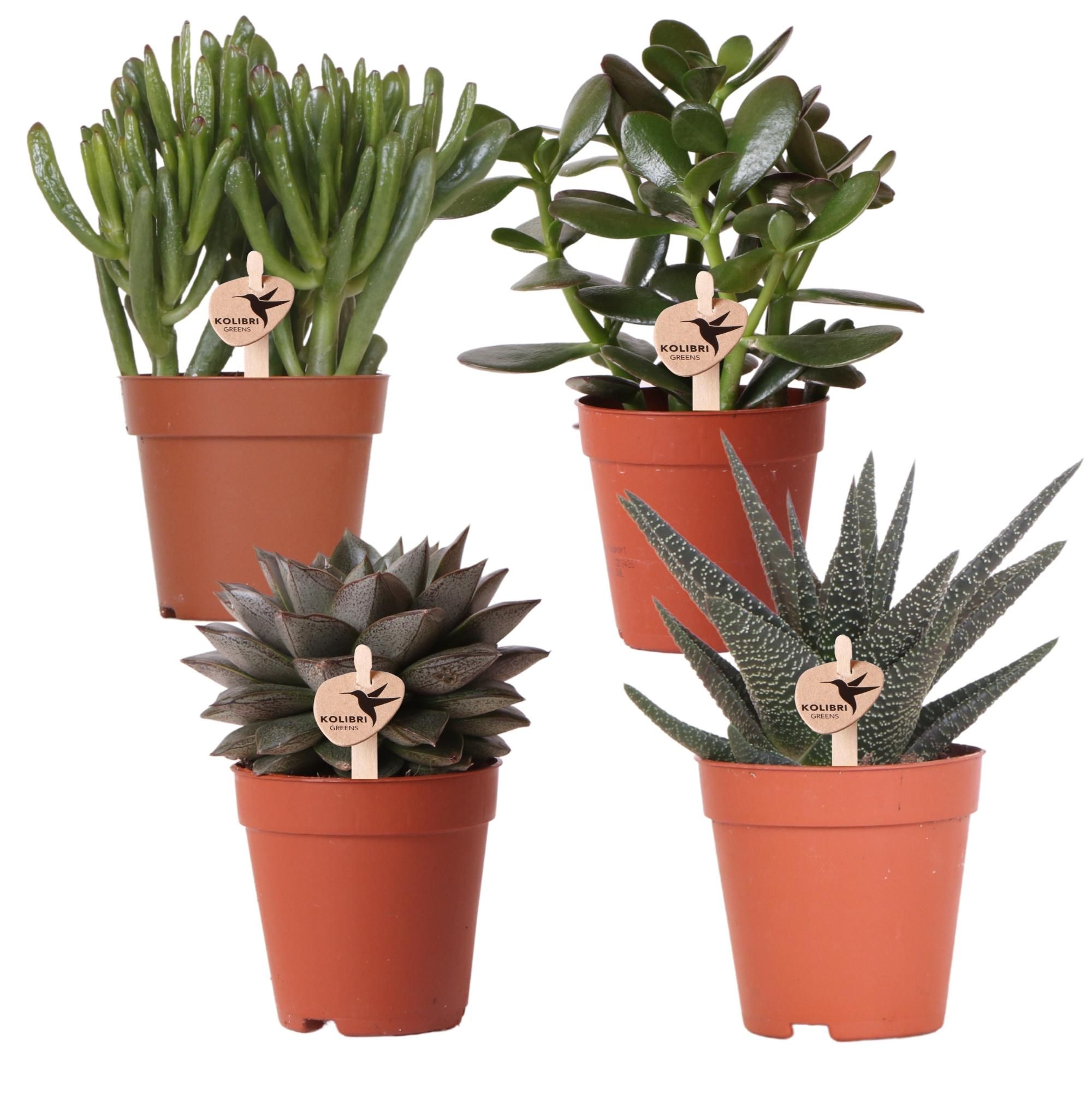 Kolibri Greens Sukkulenten-Set