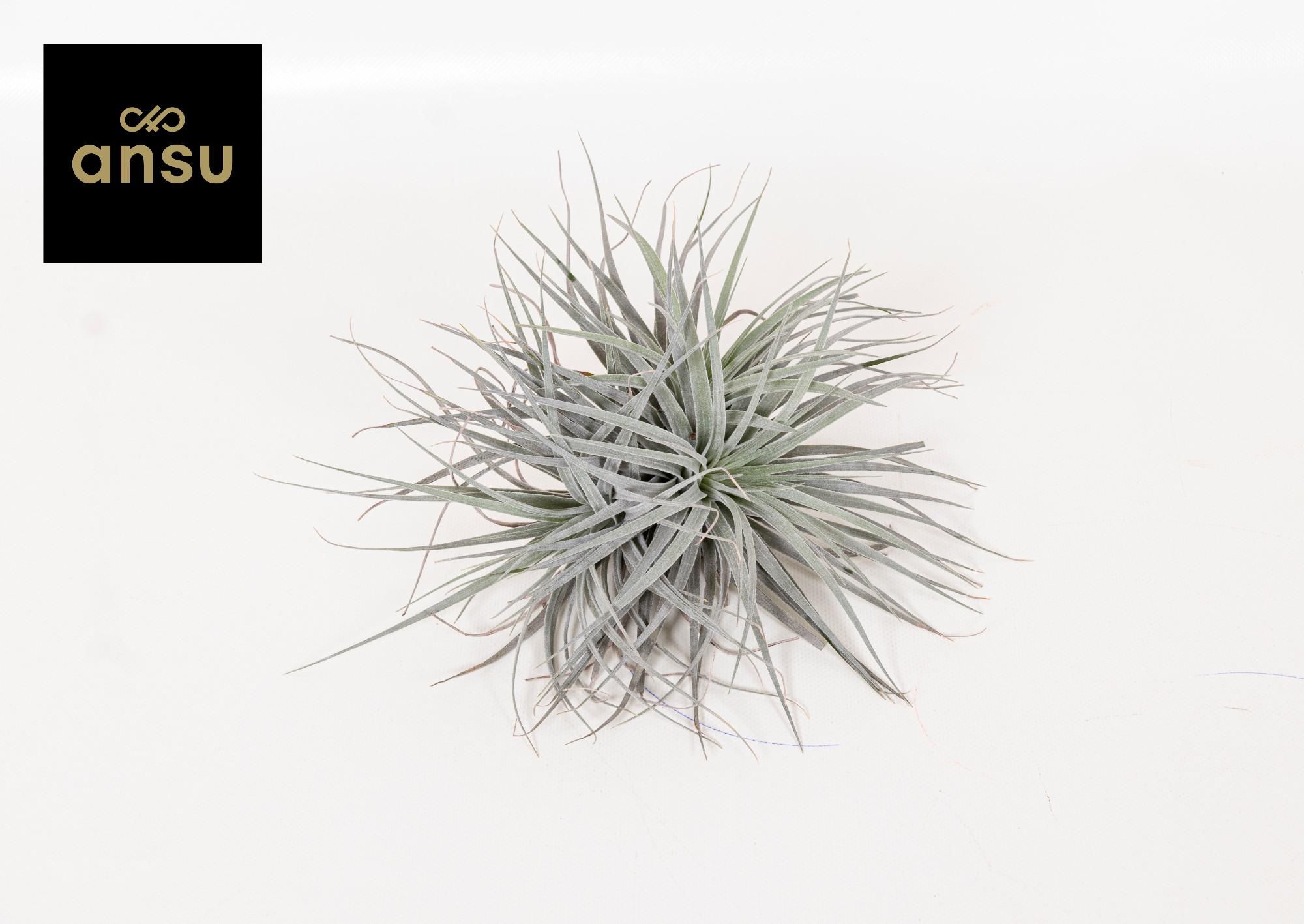 Tillandsia Super Silver Zimmerpflanze