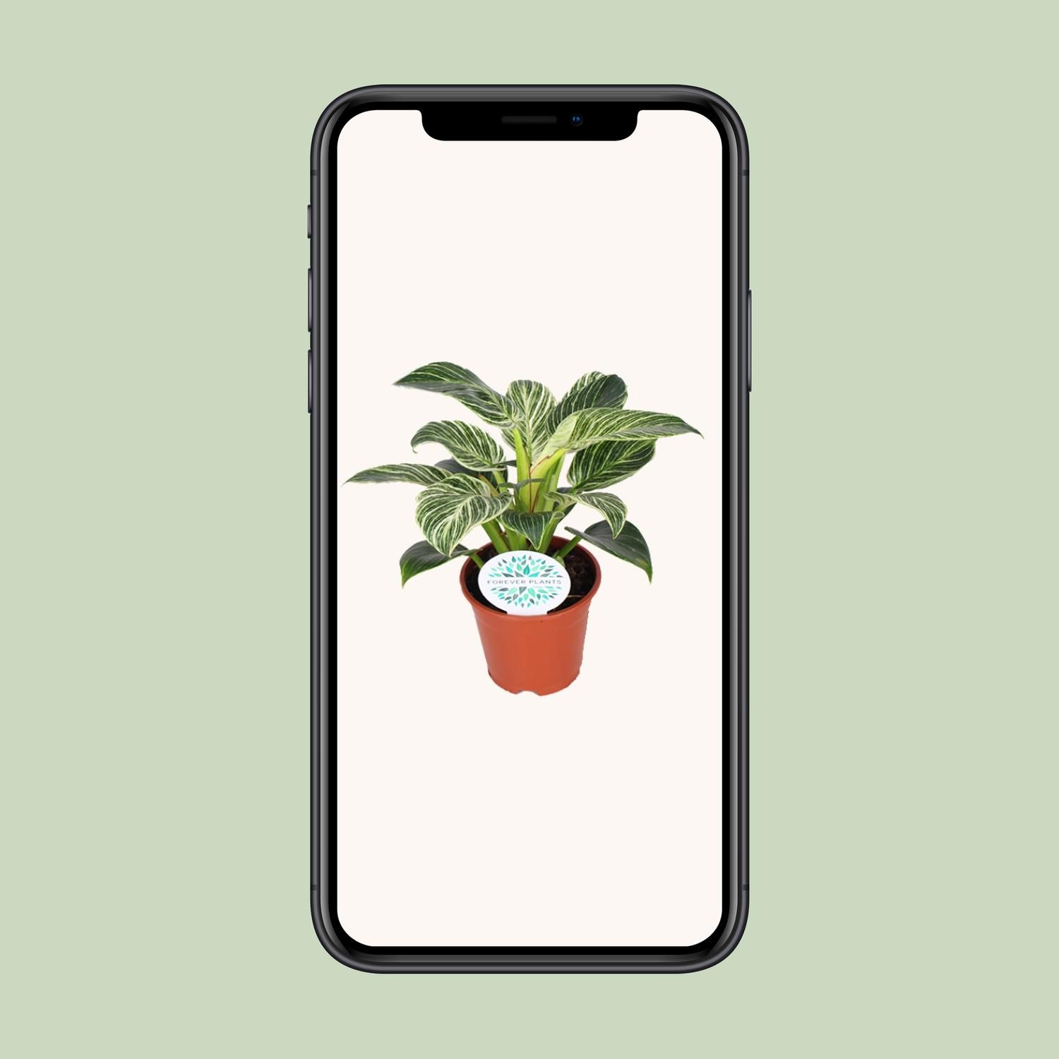 Philodendron Birkin eleganter Zimmerpflanze