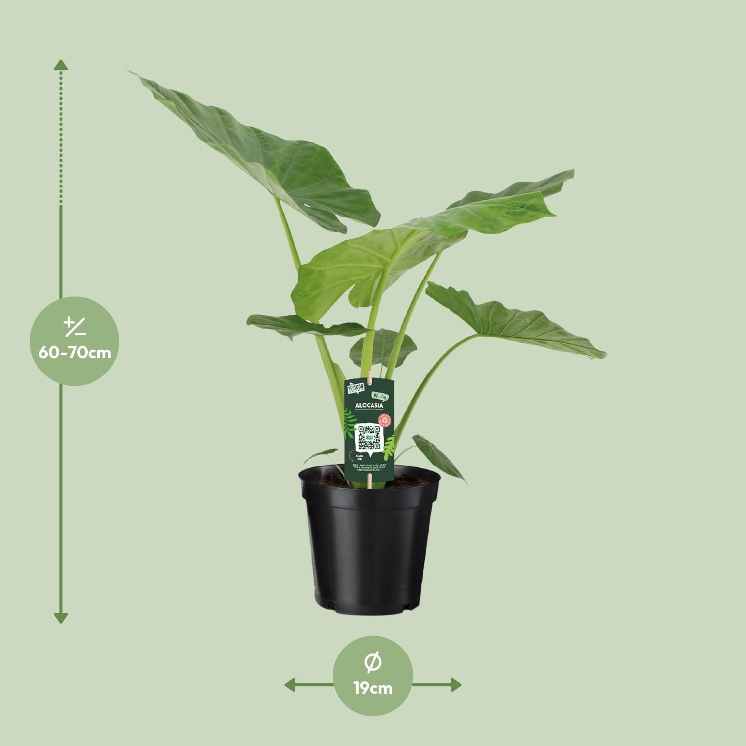 Alocasia Macrorrhiza Zimmerpflanze mit großem Laub