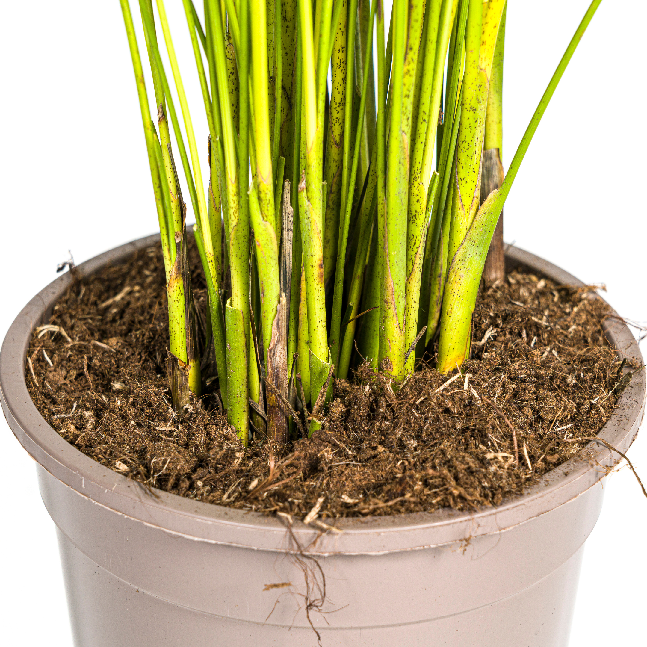 Areca Palme Ø19cm – Immergrüne Pflanze für drinnen – 80-100cm Hoch