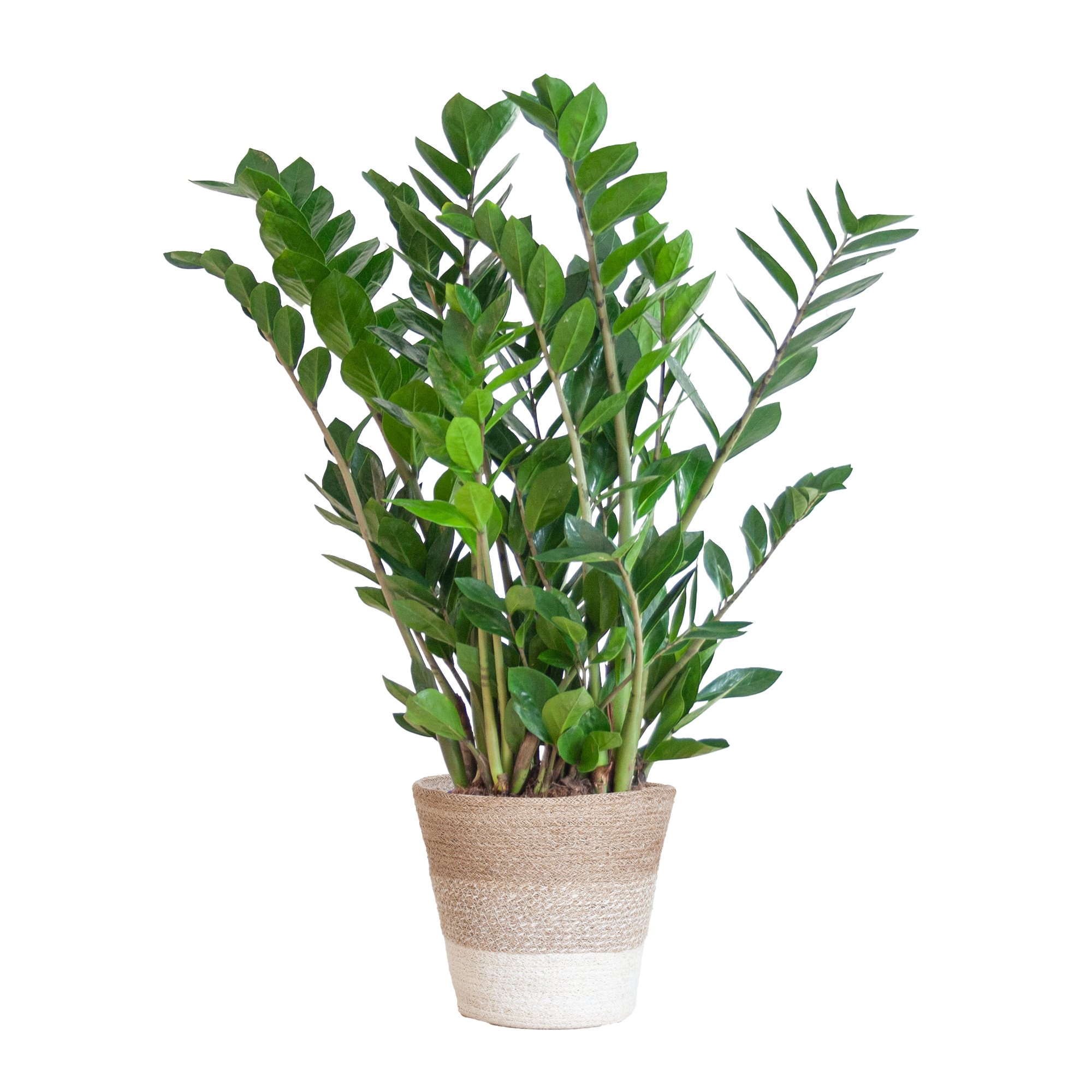 Zamioculcas Zamiifolia – Glänzende Blätter | Mit Pflanzkorb Lissabon Weiß | 80cm