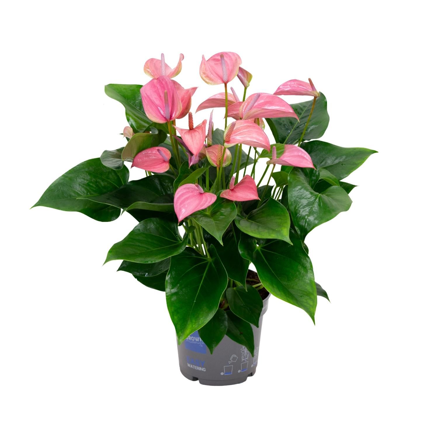 Anthurium KARMA Joli - Ø17cm – ↕55cm