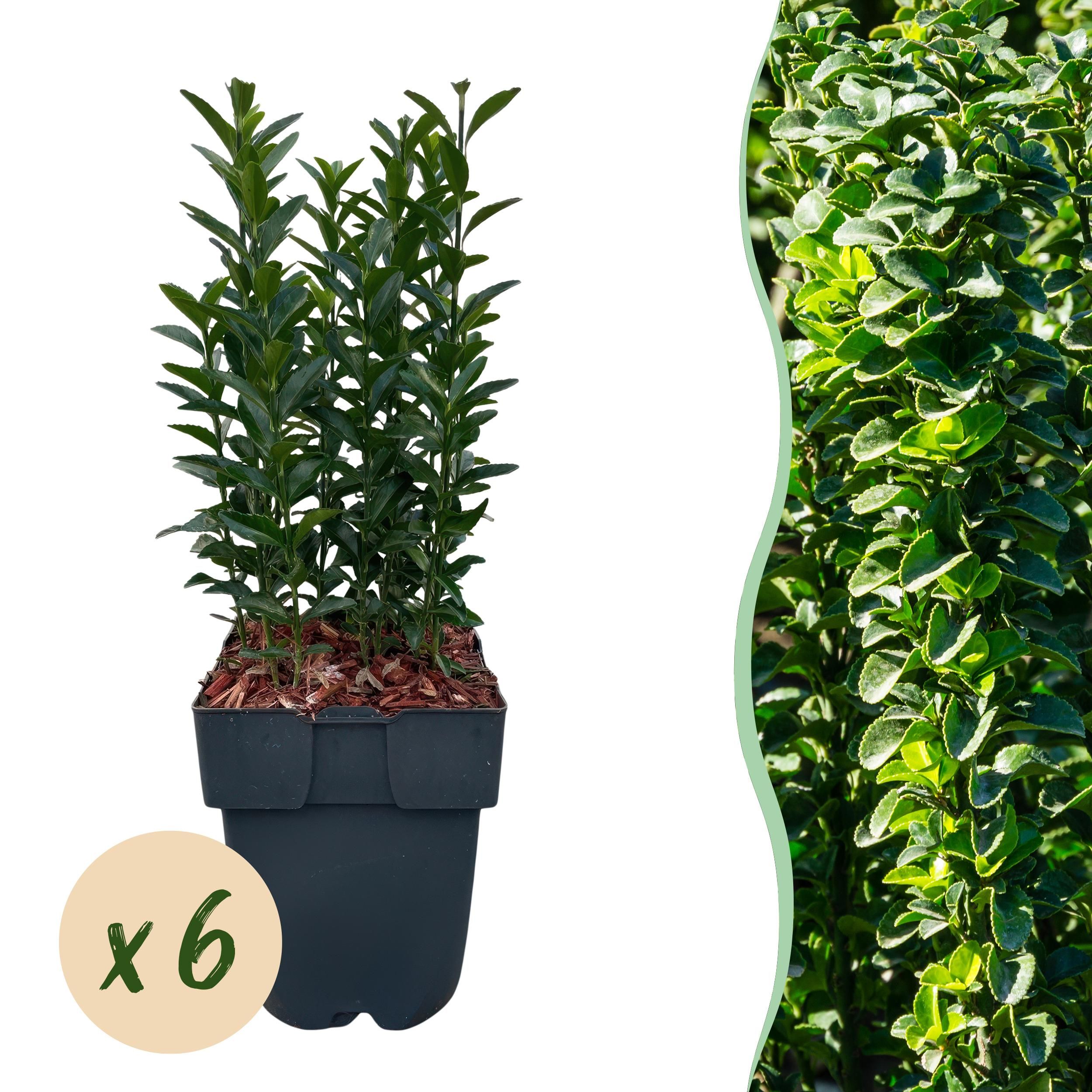 Euonymus japonica Green Spire – 6 Pflanzen – Immergrün – 40 cm