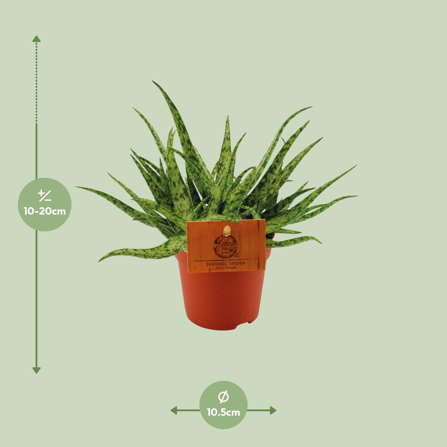 Aloe Spider Zimmerpflanze
