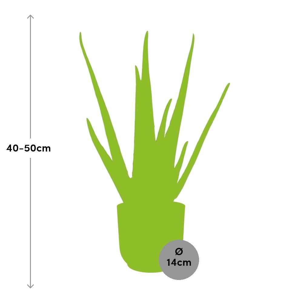 Aloe Vera Zimmerpflanze in dekorativem ELHO Vibes Fold Übertopf