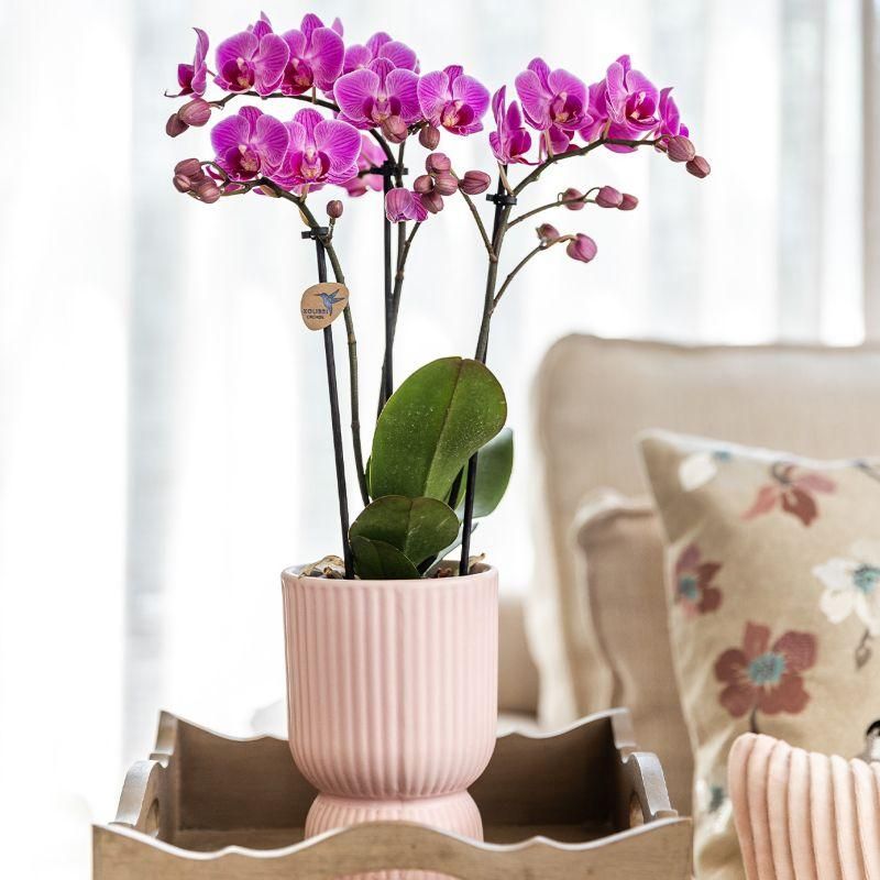 Phalaenopsis Orchidee im rosa Dekotopf mit weißem Tablett