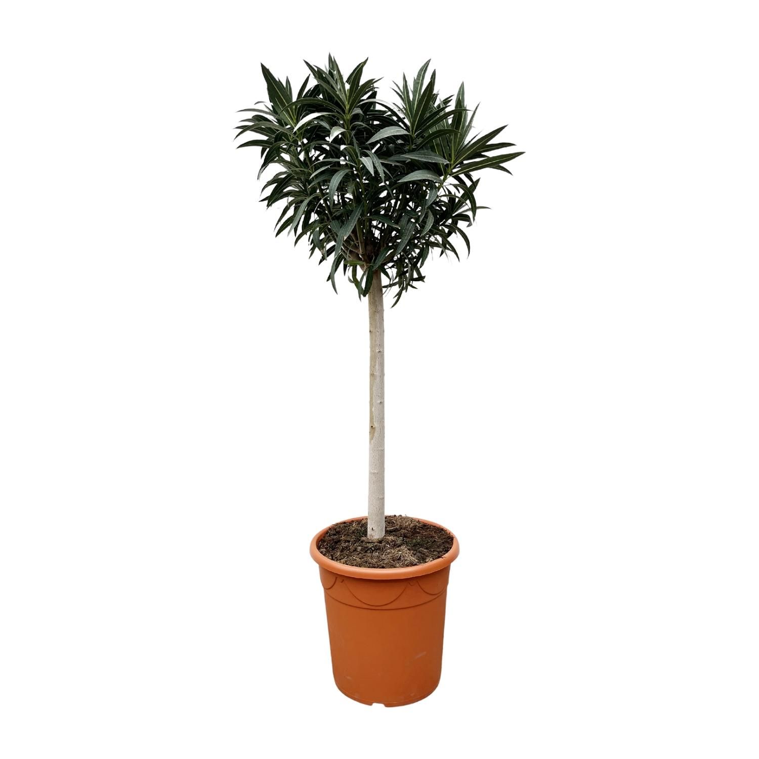 Nerium Oleander mit weißen Blüten auf Stamm