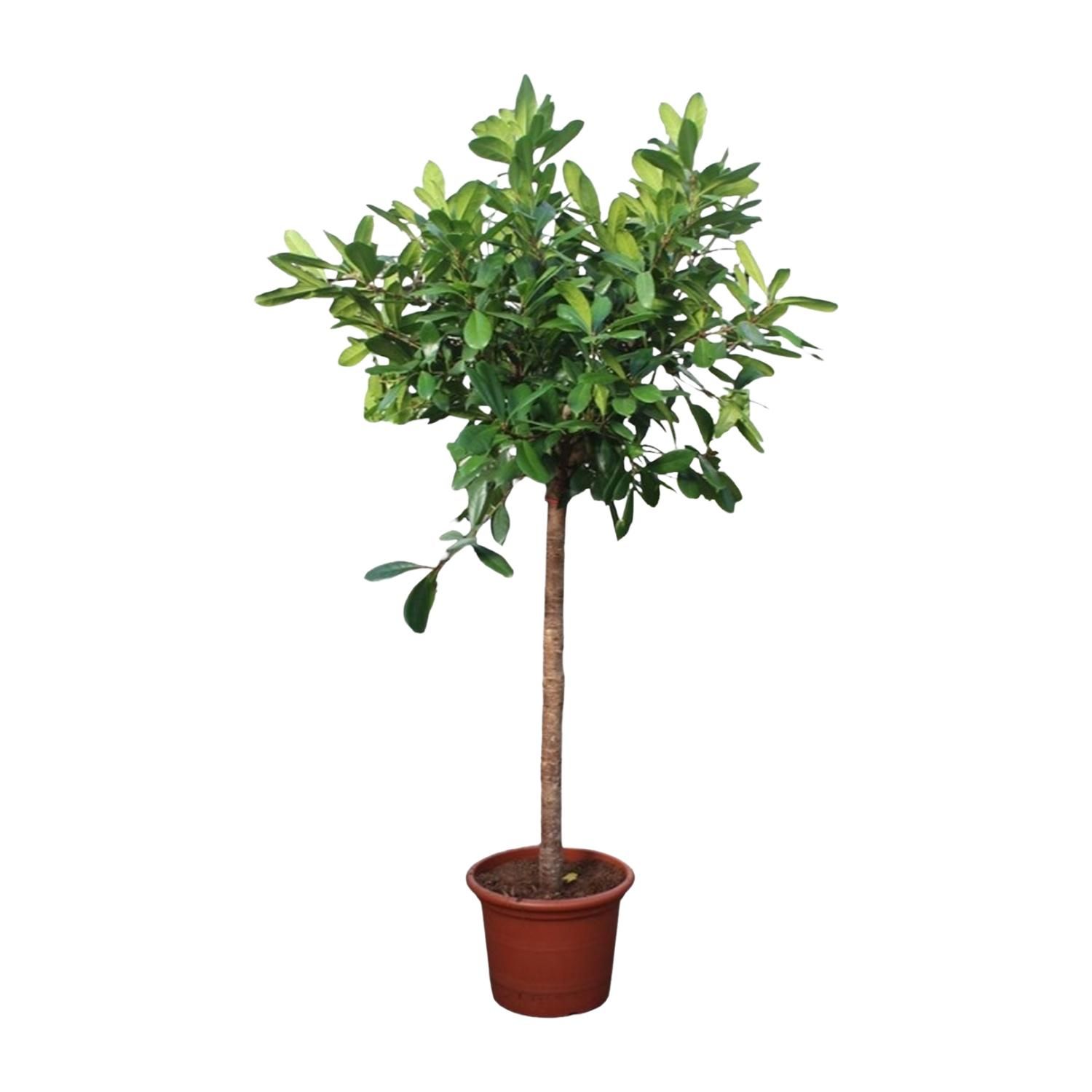 Ficus Cyathistipula Baum