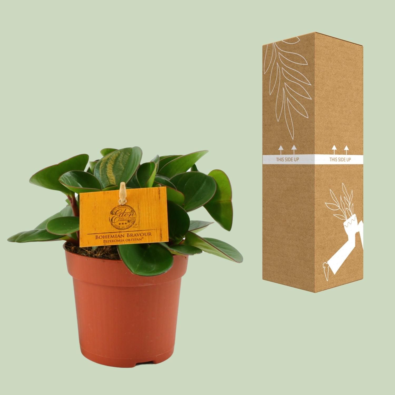 Peperomia Obtipan Zimmerpflanze mit glänzenden Blättern