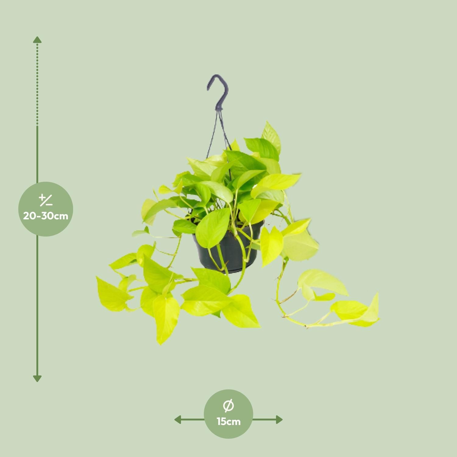 Epipremnum Golden Pothos Zimmerpflanze