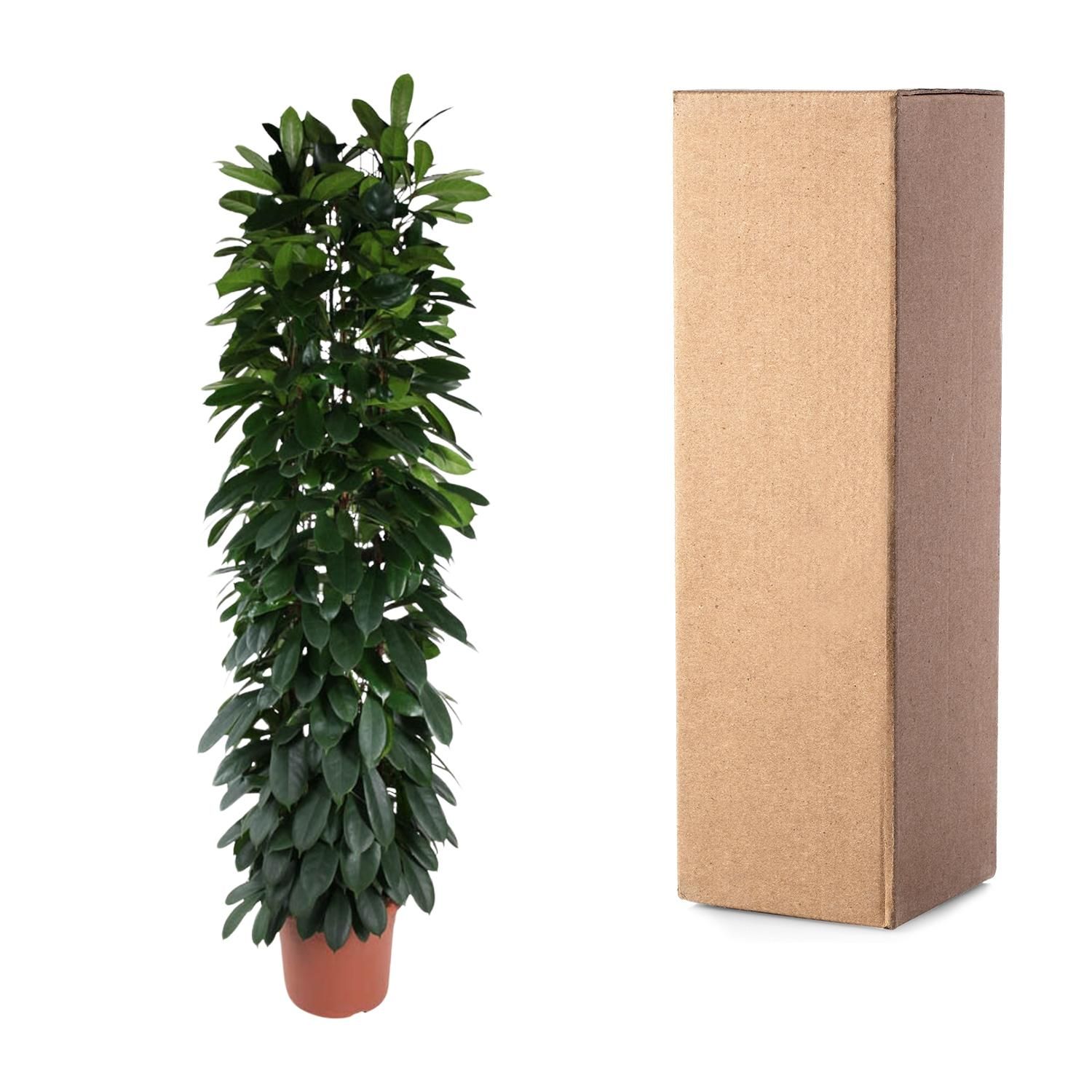 Eleganter Ficus Cyatistipula Zimmerpflanze