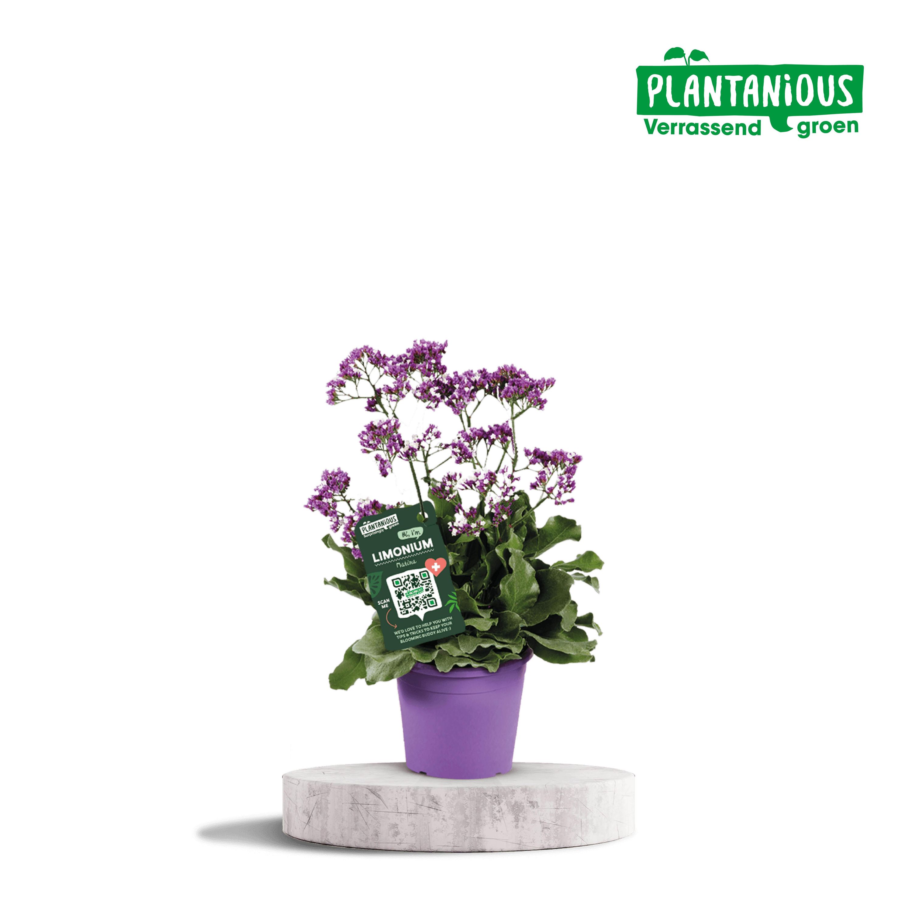 Limonium Salt Lake Zierpflanze