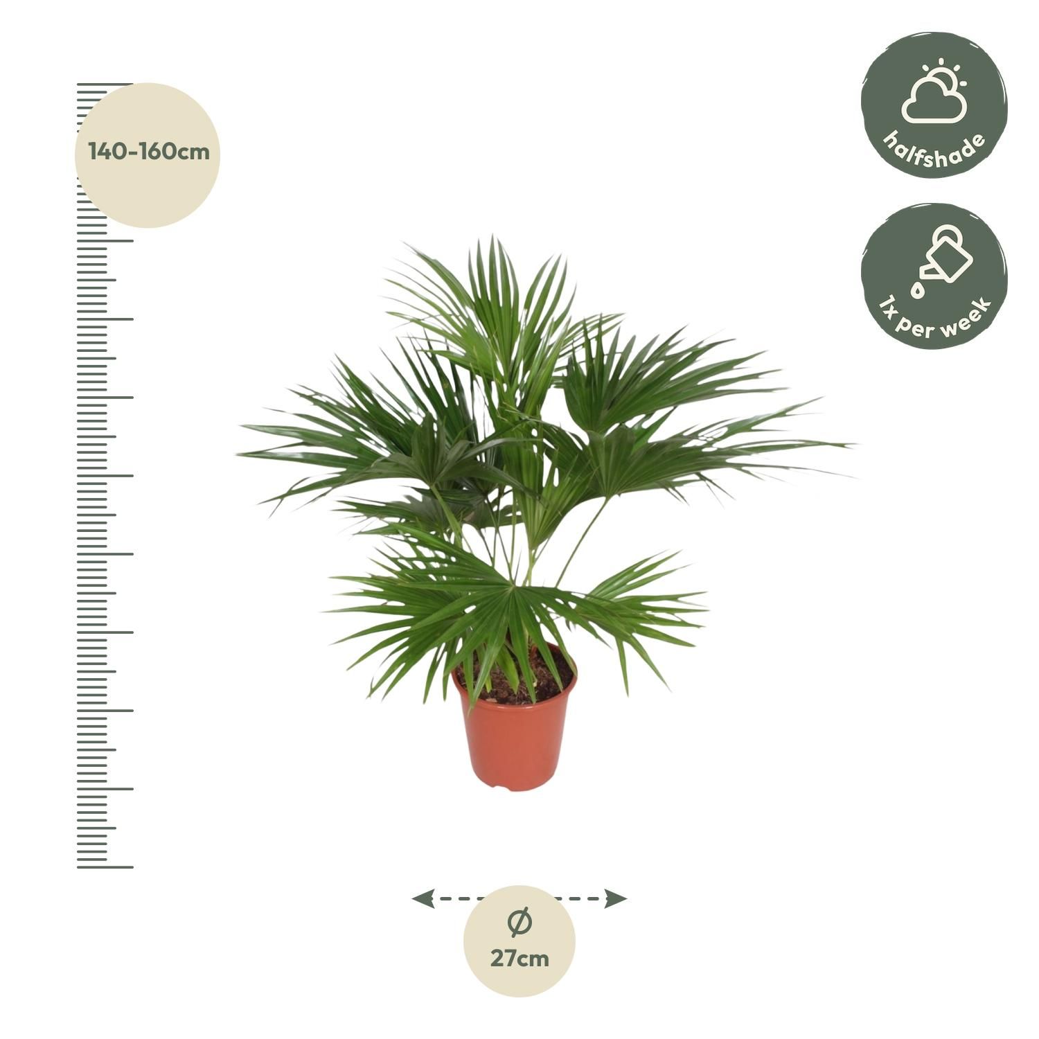Livistona Chinensis Palmenpflanze