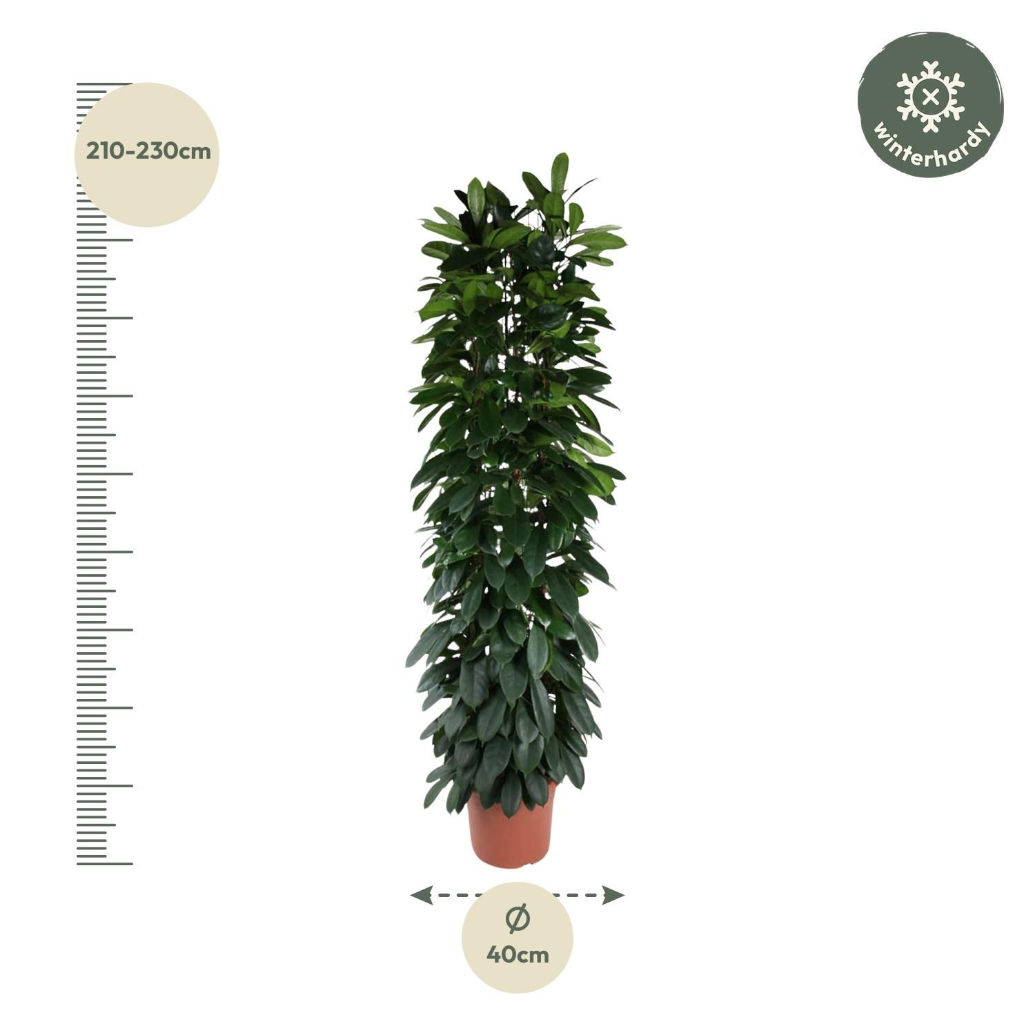 Eleganter Ficus Cyatistipula Zimmerpflanze