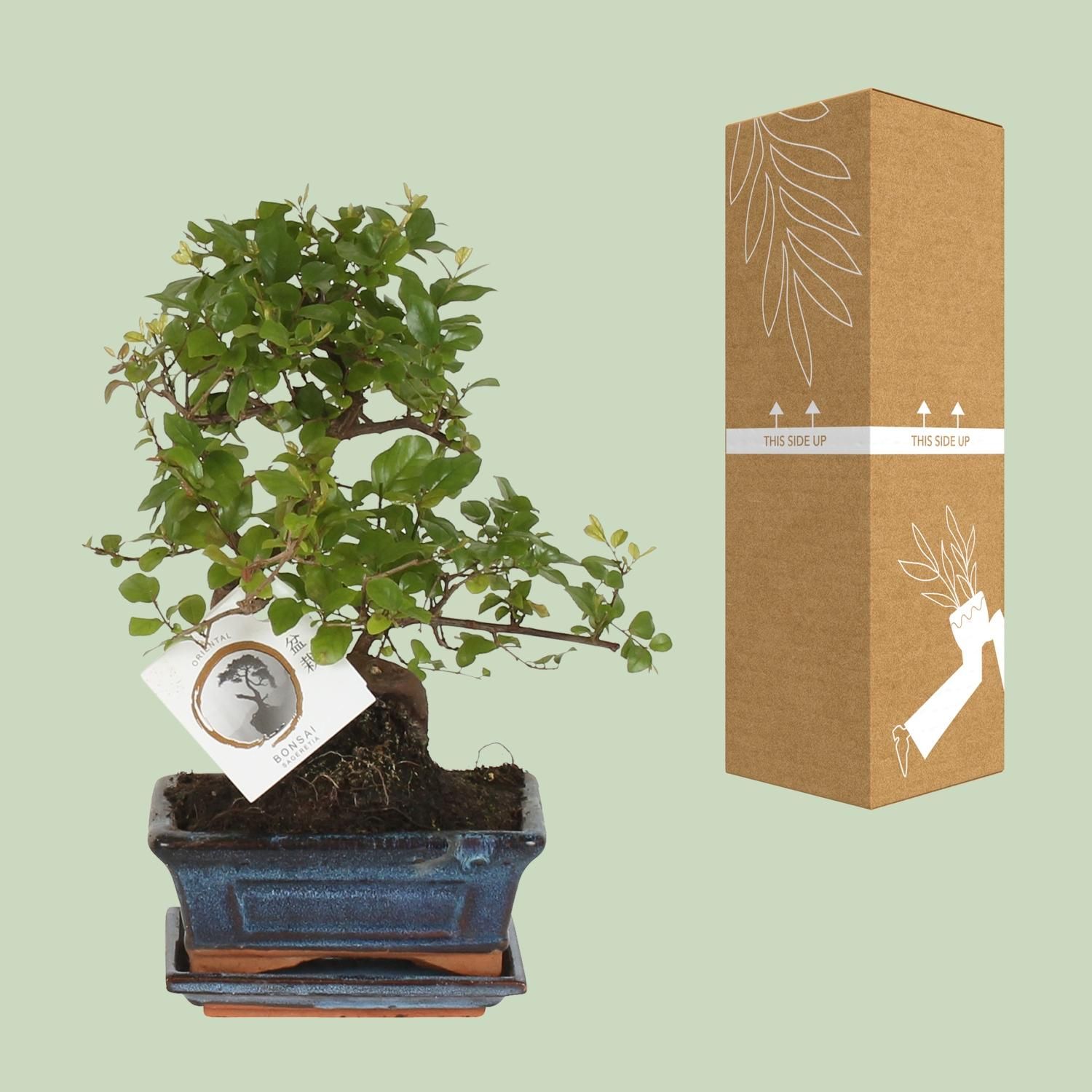 Bonsai Sageretia in S-Form