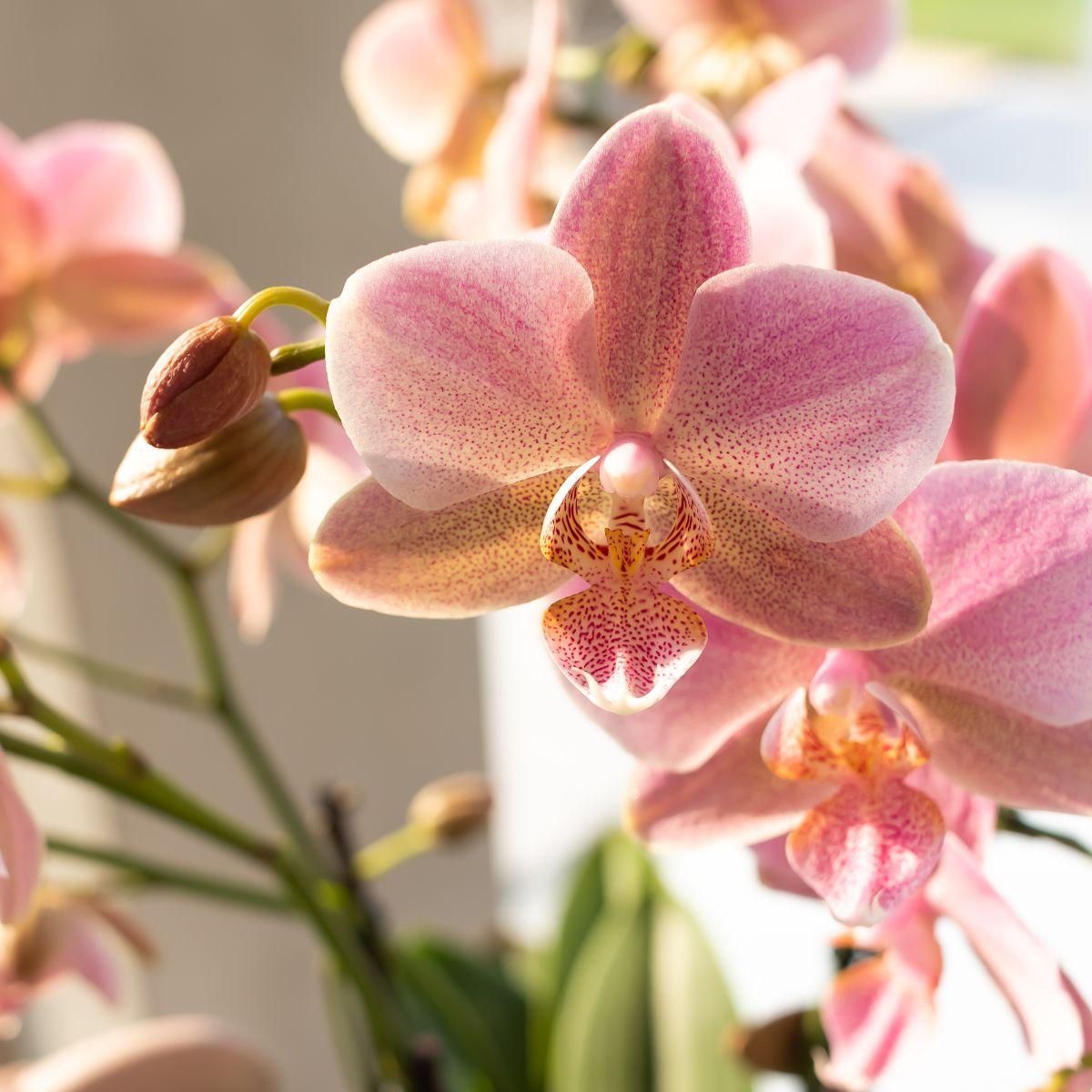 Phalaenopsis Orchidee Treviso in Altrosa