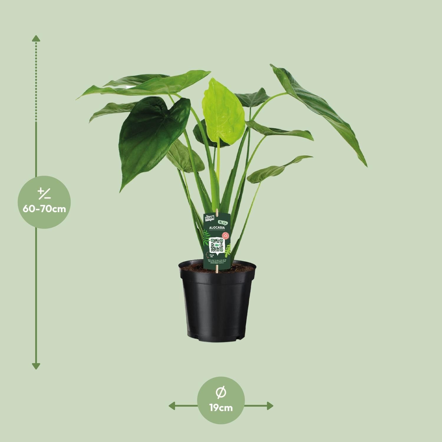 Alocasia Cucullata Elefantenohr Zimmerpflanze