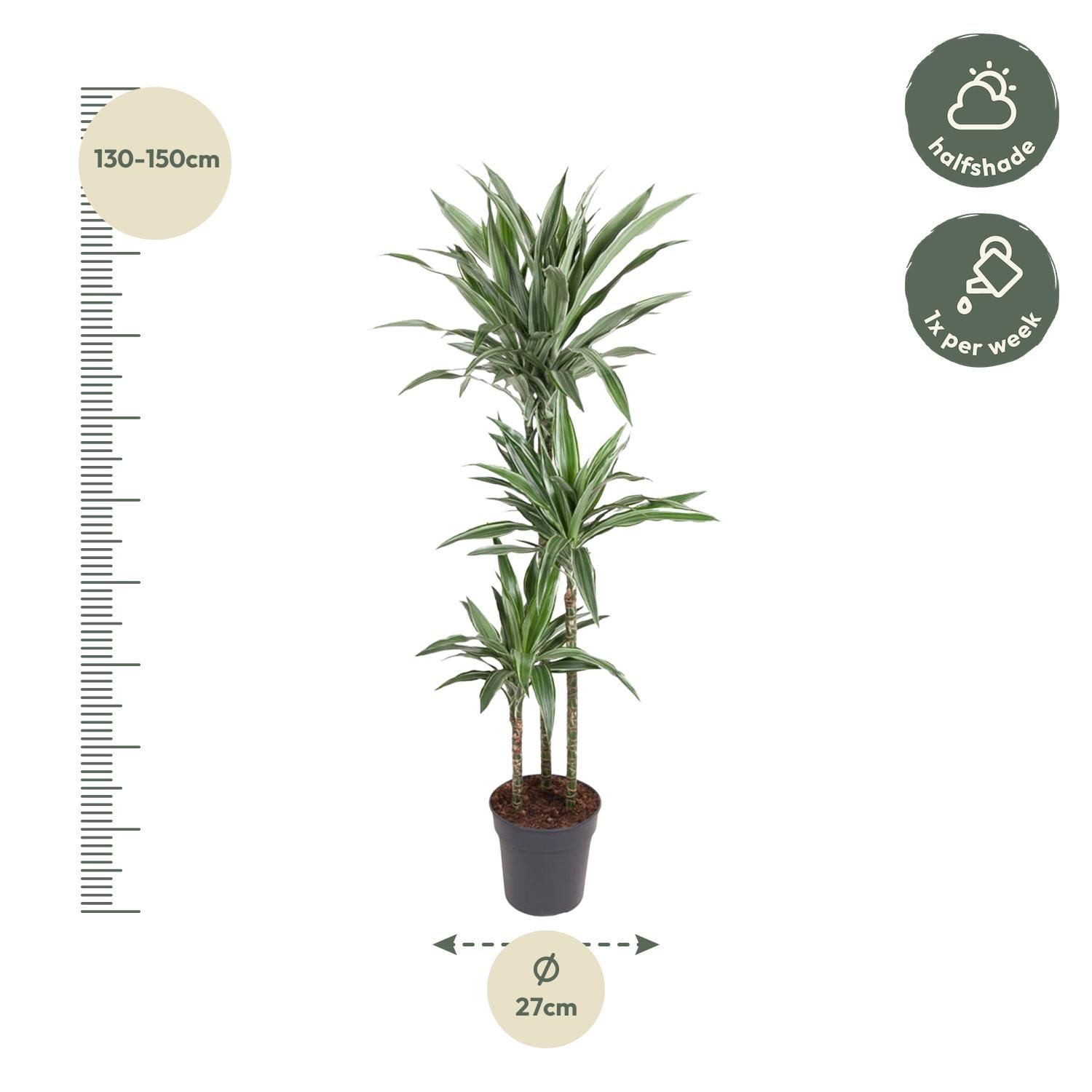 Dracaena Warneckei Zimmerpflanze