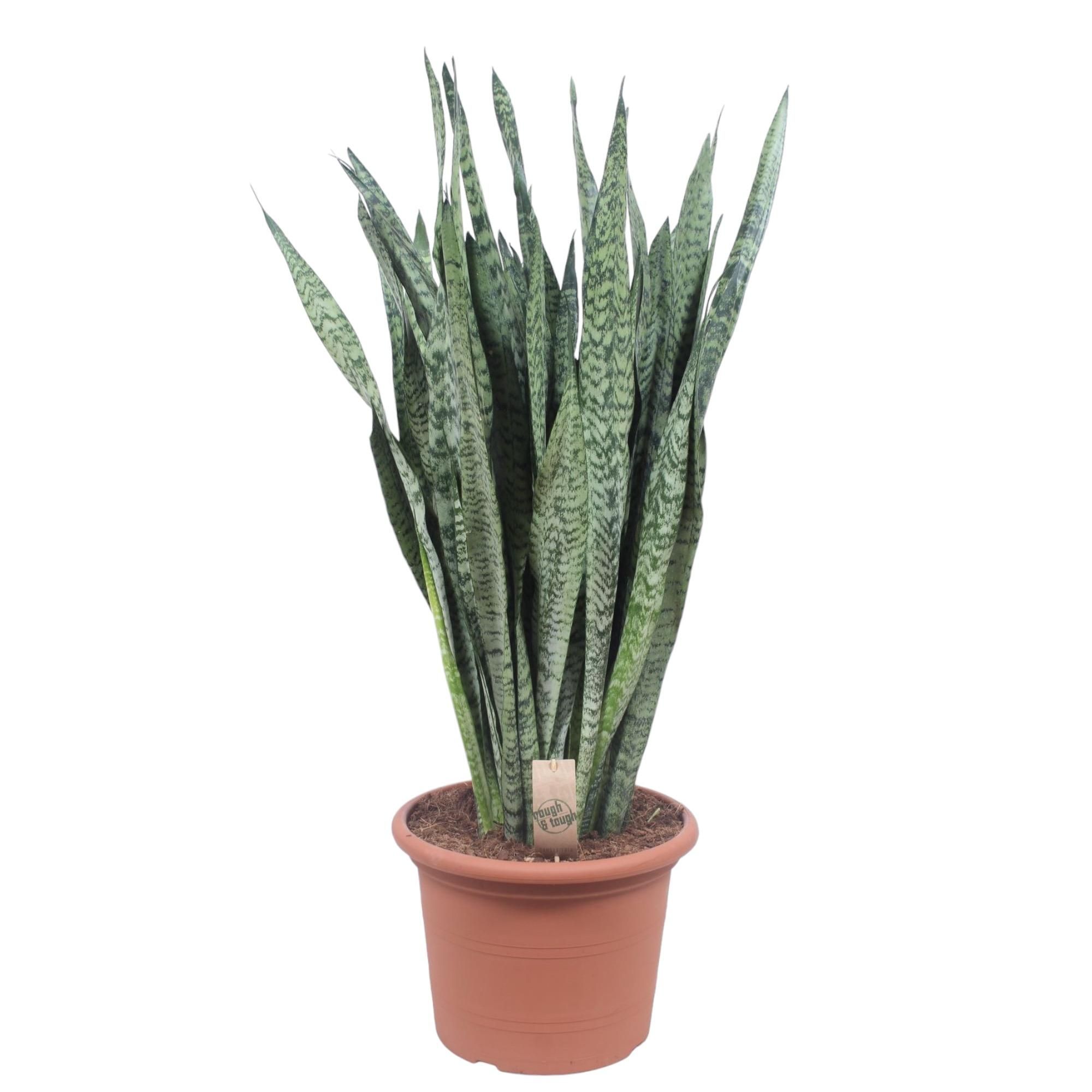 Sansevieria Zeylenica – elegante Zimmerpflanze mit einzigartigem Laub