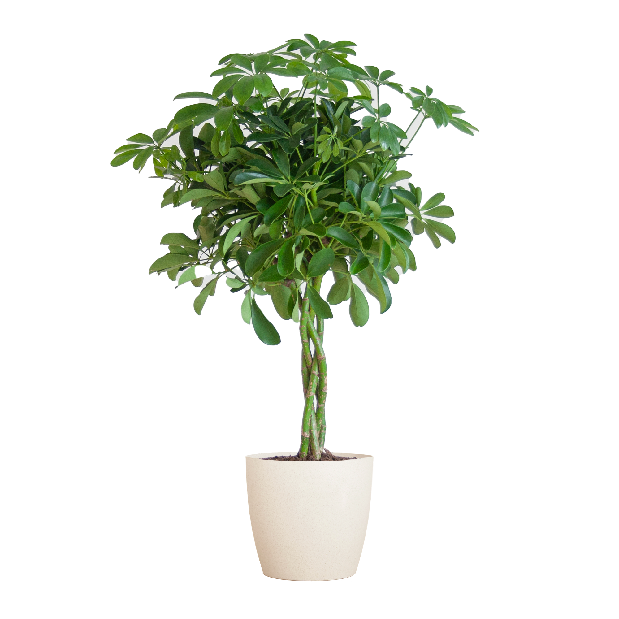 Schefflera Nora – 70 cm – Ø21 Topf