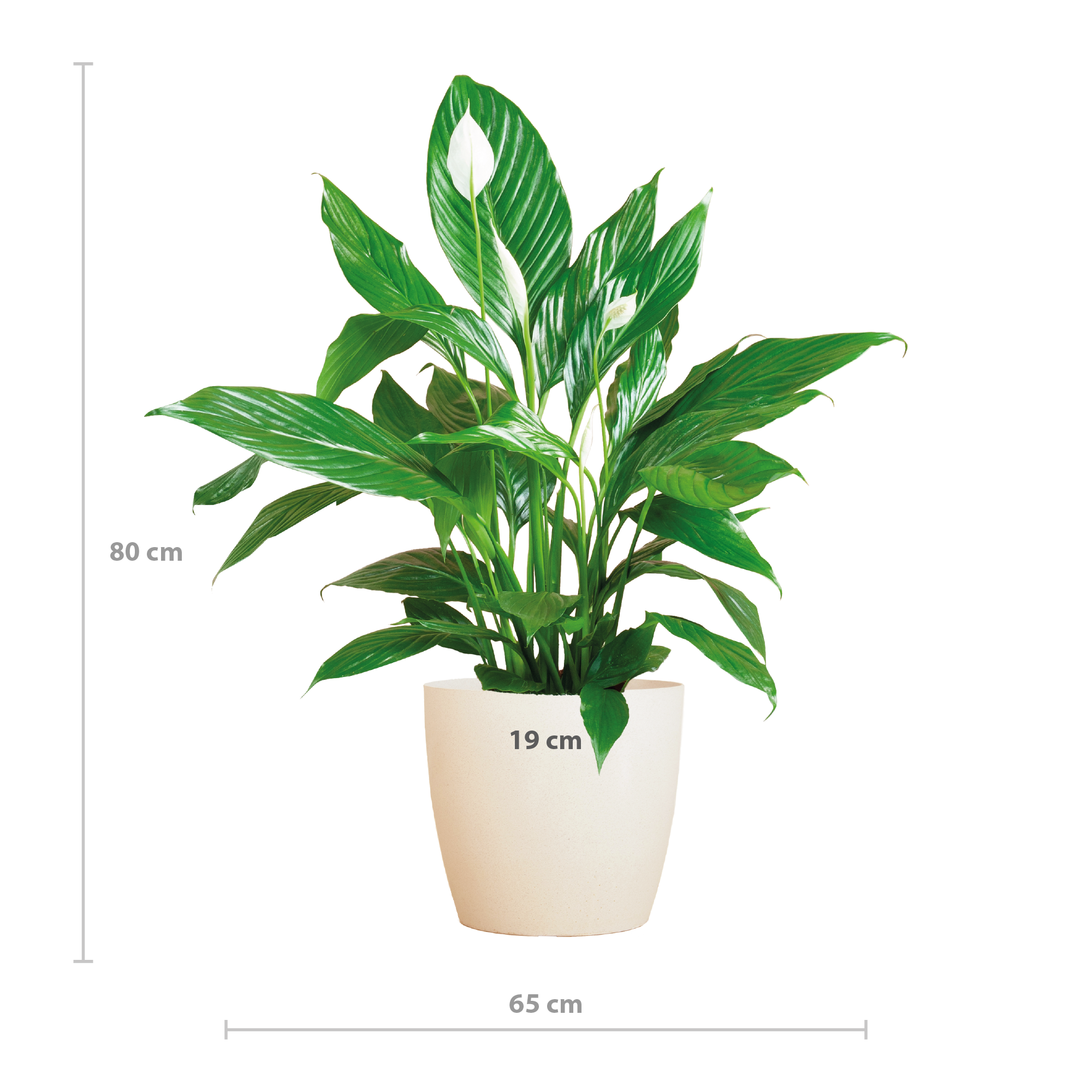Spathiphyllum mit Viber weiß – 80 cm Höhe – Ø21 Topf