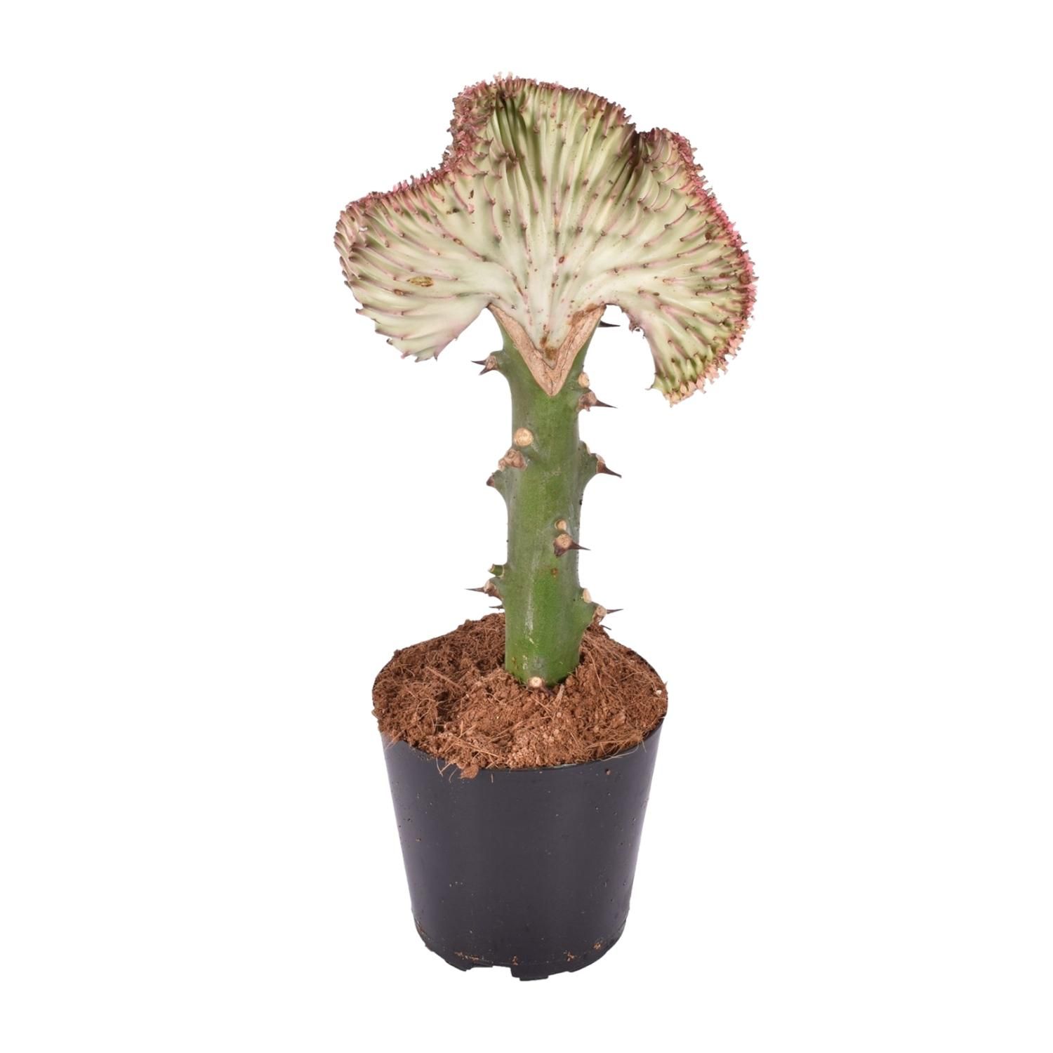 Euphorbia lactea Cristata Korallen-Kaktus