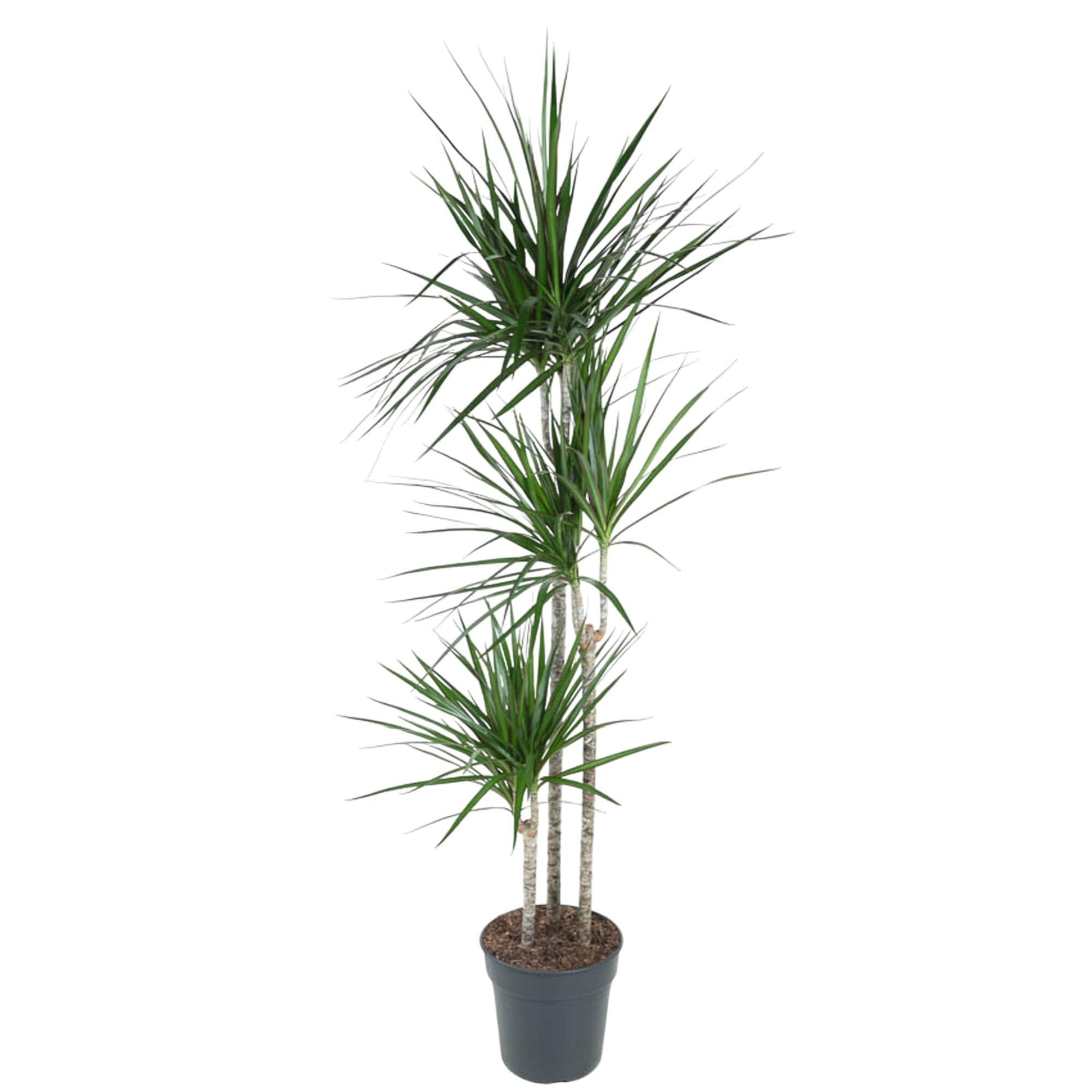 Dracaena Marginata eleganter Zimmerbaum