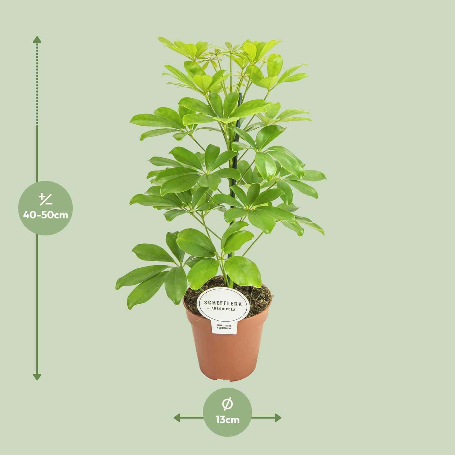 Schefflera Zimmerpflanze mit eleganten Blättern